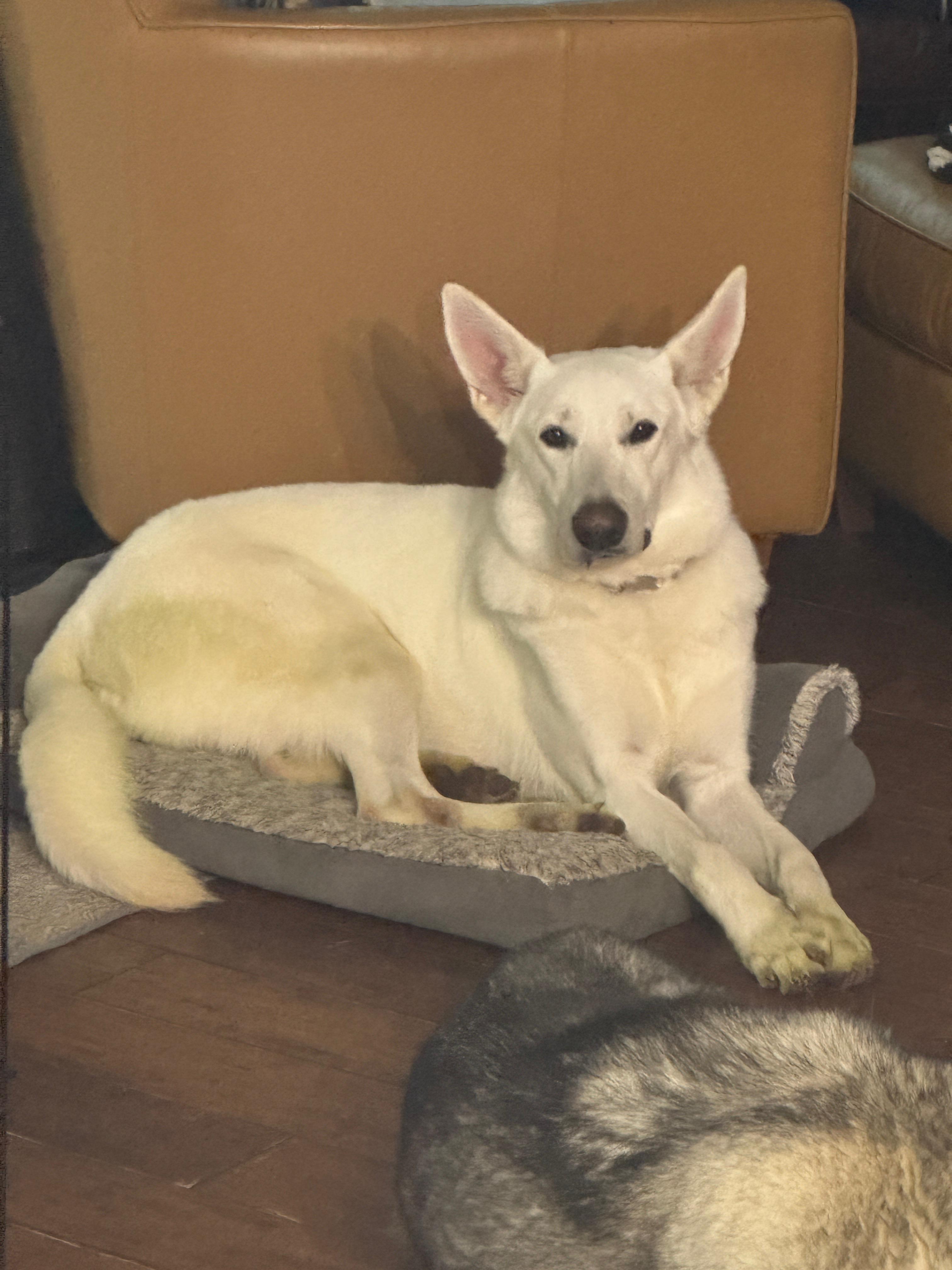 Enlarge Bella, an adopted mixed breed in Benton Harbor, MI image 5/5