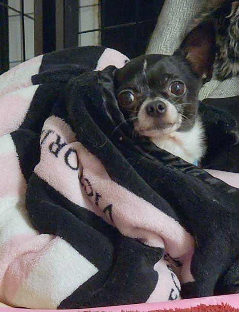 Enlarge C J, a Adopted Chihuahua in Anaheim Hills, CA image 1/3