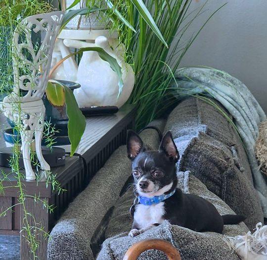 Enlarge C J, a Adopted Chihuahua in Anaheim Hills, CA image 2/3