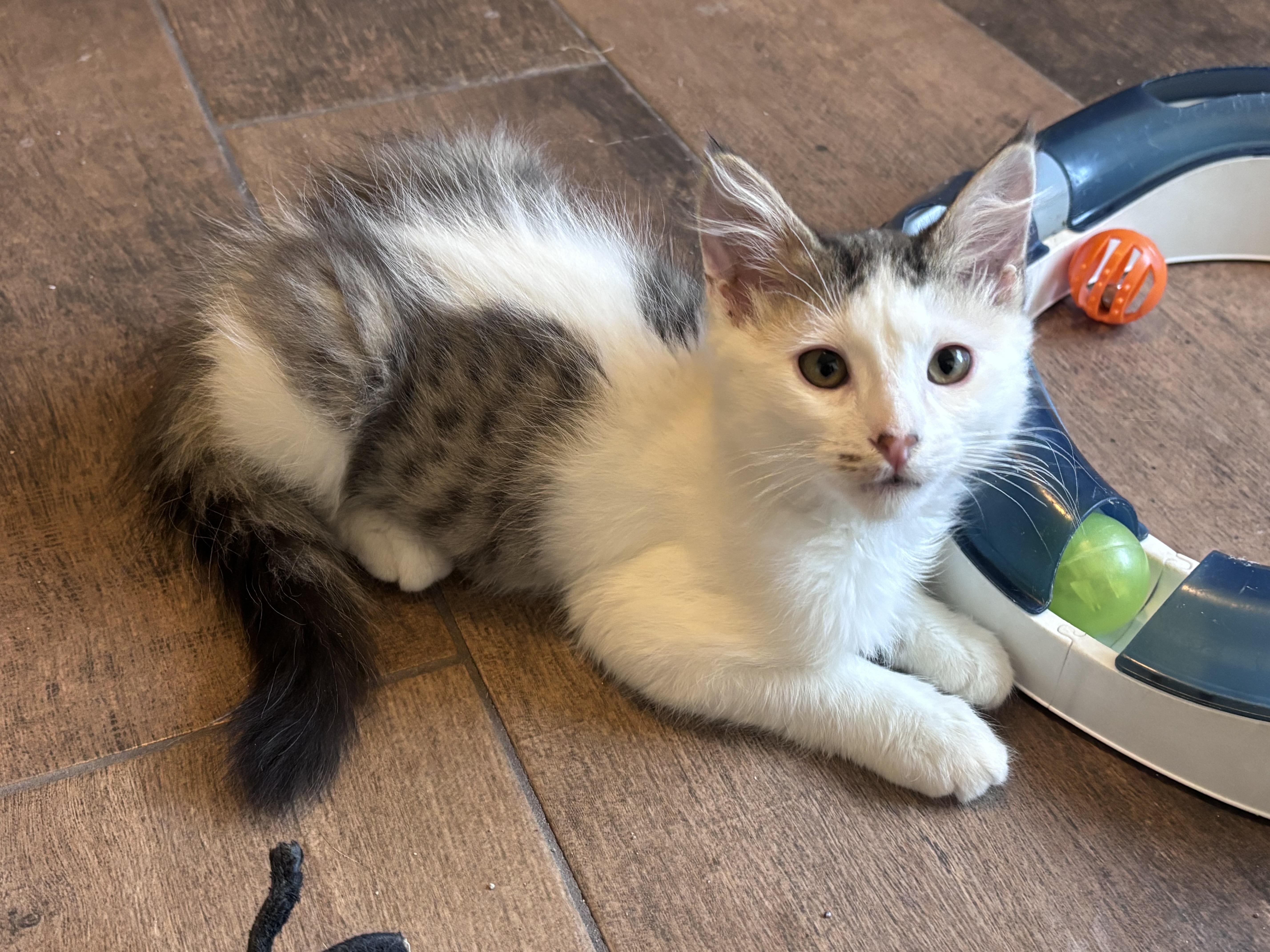 Enlarge Edward, an adopted mixed breed in queen creek, AZ image 1/3