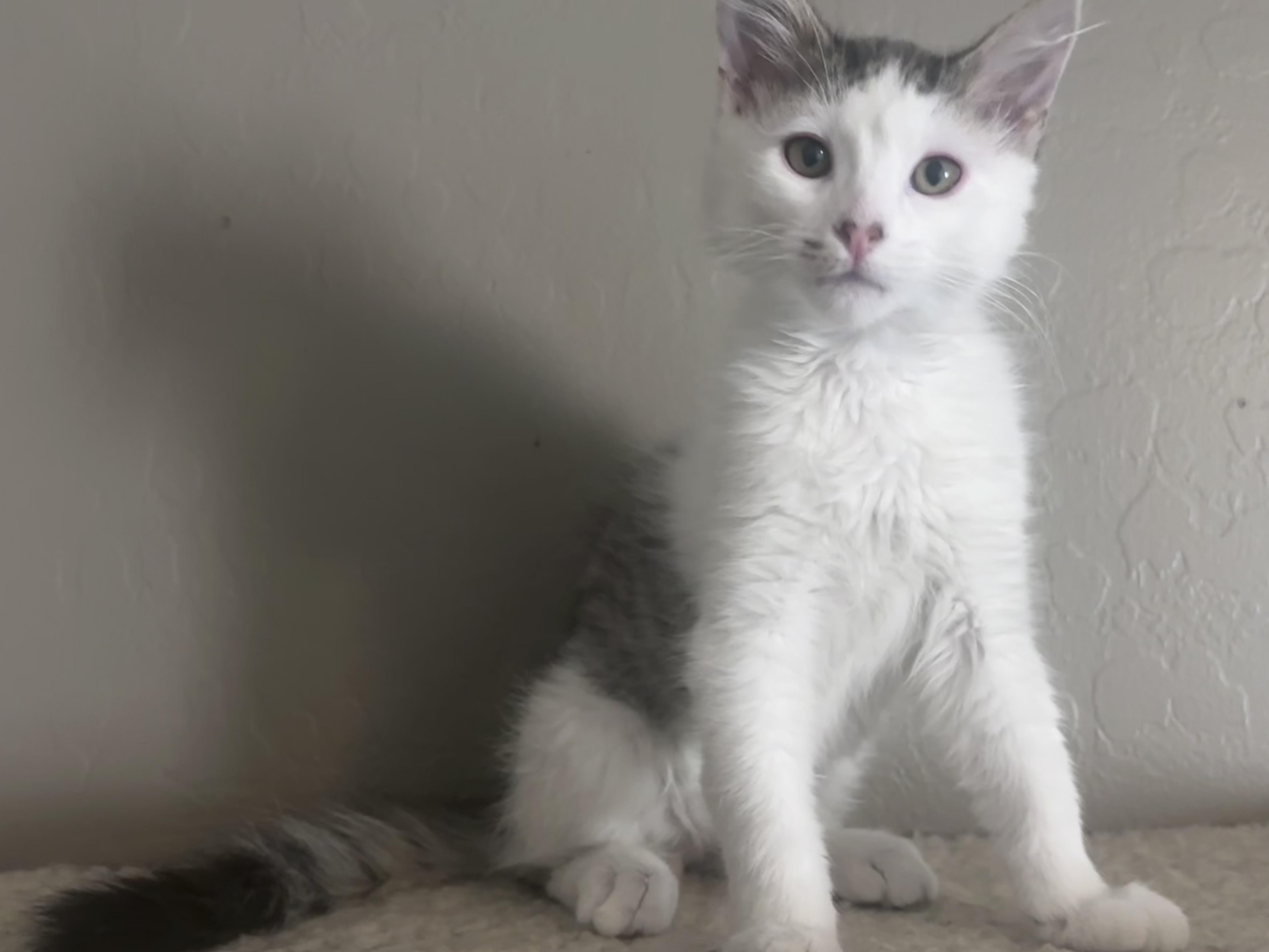 Enlarge Edward, an adopted mixed breed in queen creek, AZ image 2/3