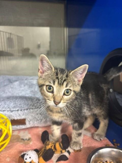 Enlarge Emilio, an adopted Domestic Short Hair in Caledon, ON image 3/4