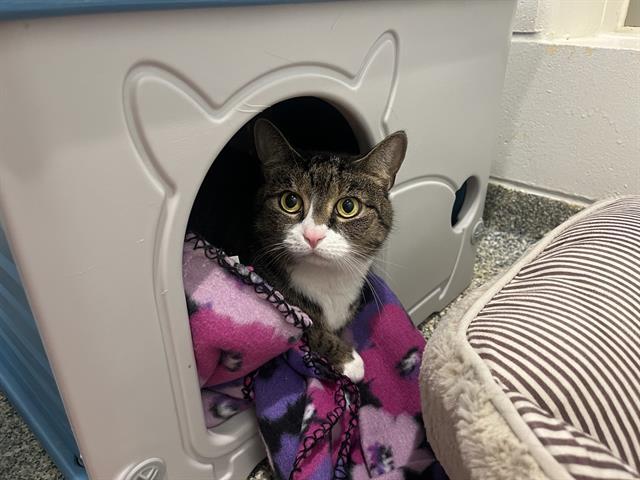 LILITH, Adoptable, Adult Female Domestic Short Hair.