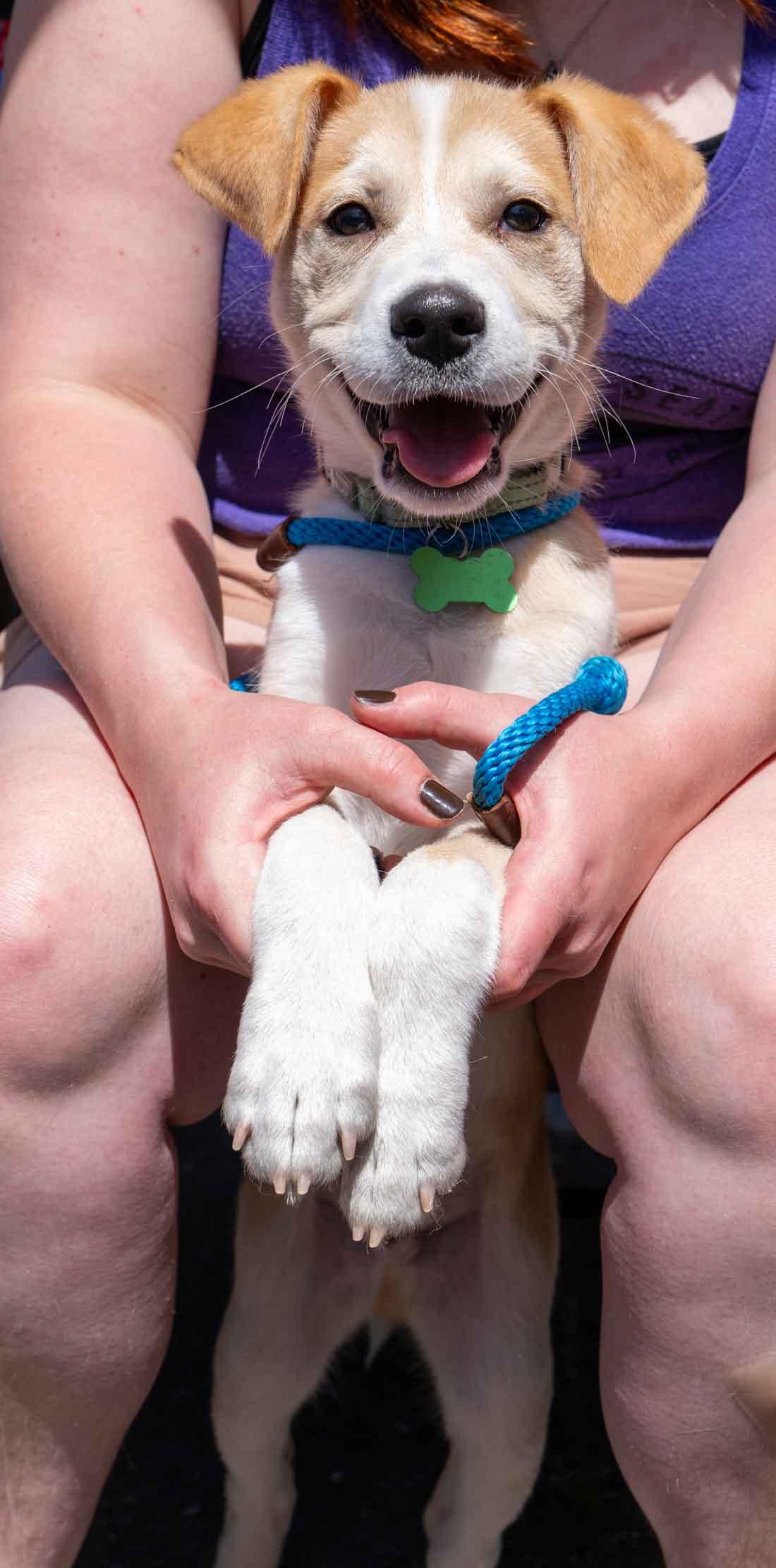 Galaxy, a Adopted mixed breed in Bothell, WA image 1/3