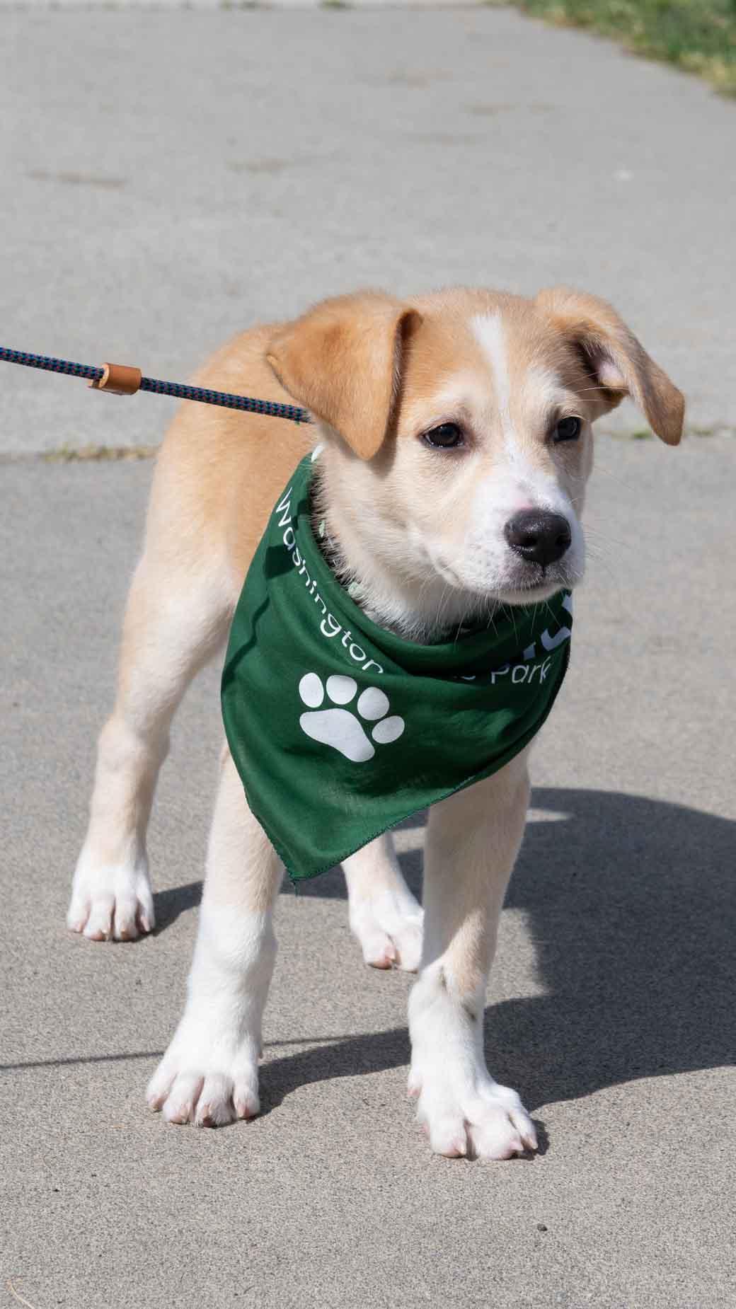 Galaxy, a Adopted mixed breed in Bothell, WA image 2/3