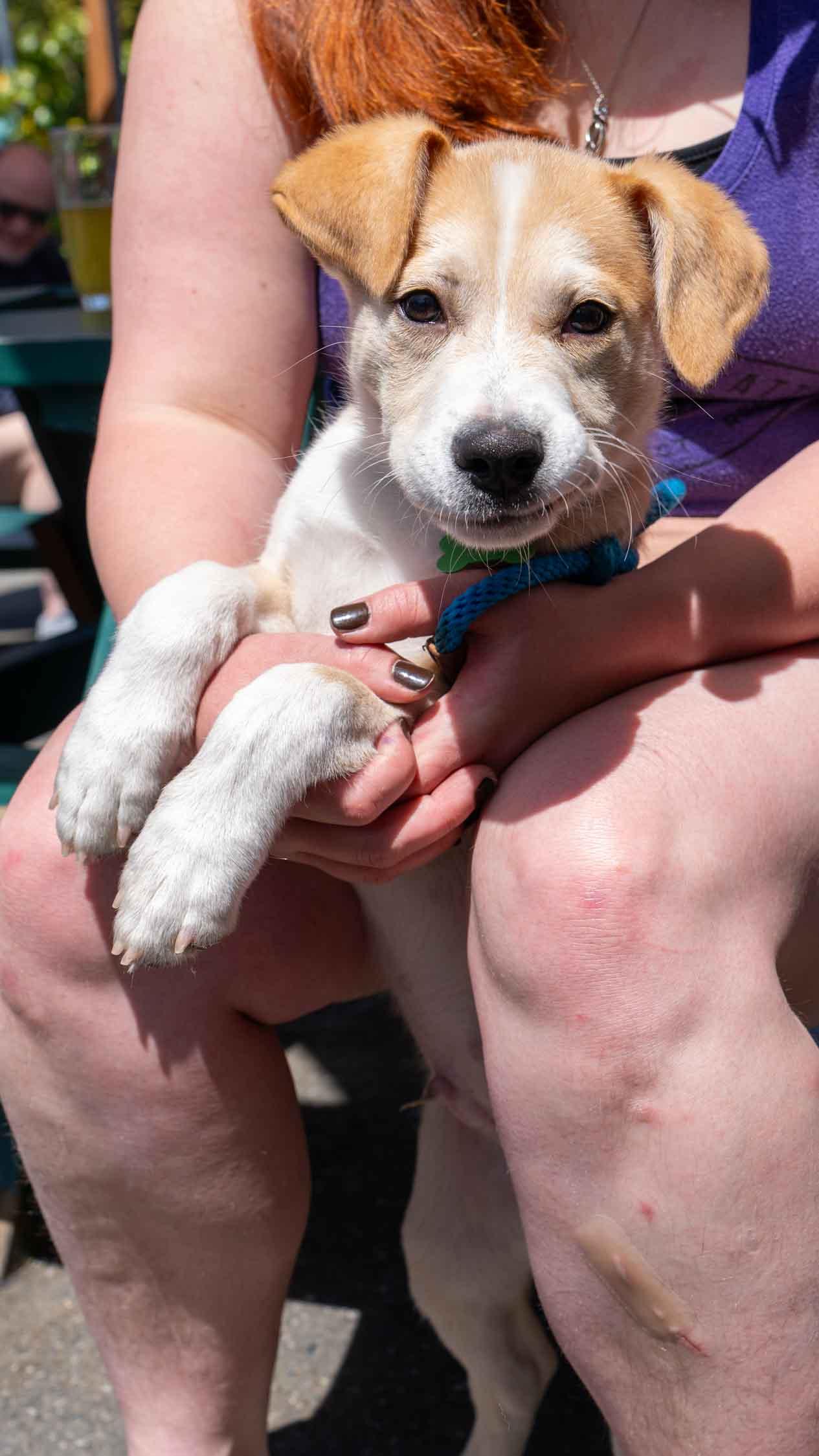 Galaxy, a Adopted mixed breed in Bothell, WA image 3/3