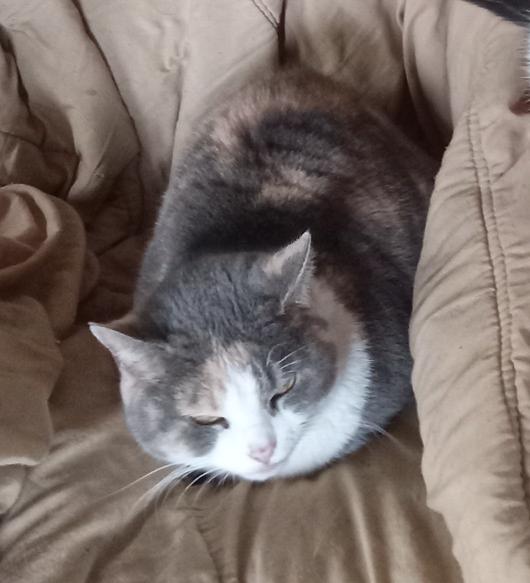 Sophia, Adoptable, Adult Female Domestic Short Hair.