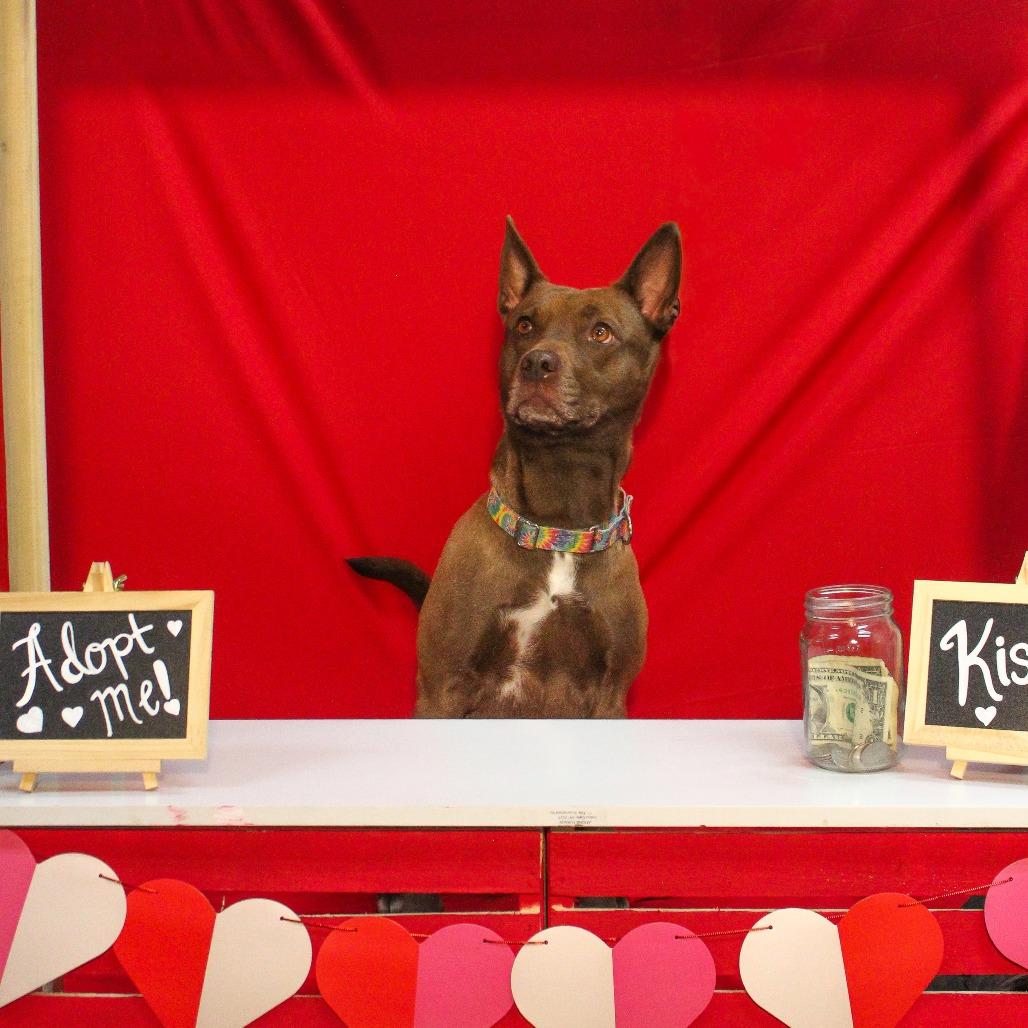 Breezy, Adoptable, Adult Female Pit Bull Terrier & Mixed Breed.