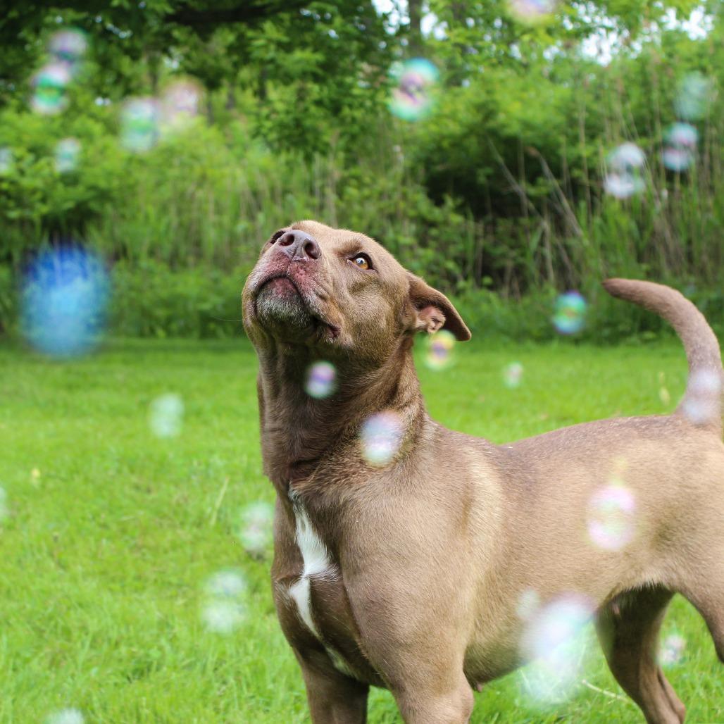 Enlarge Breezy, a Adoptable mixed breed in Canastota, NY image 1/2