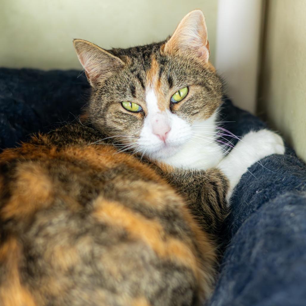 Lady Bug — thumbnail 3