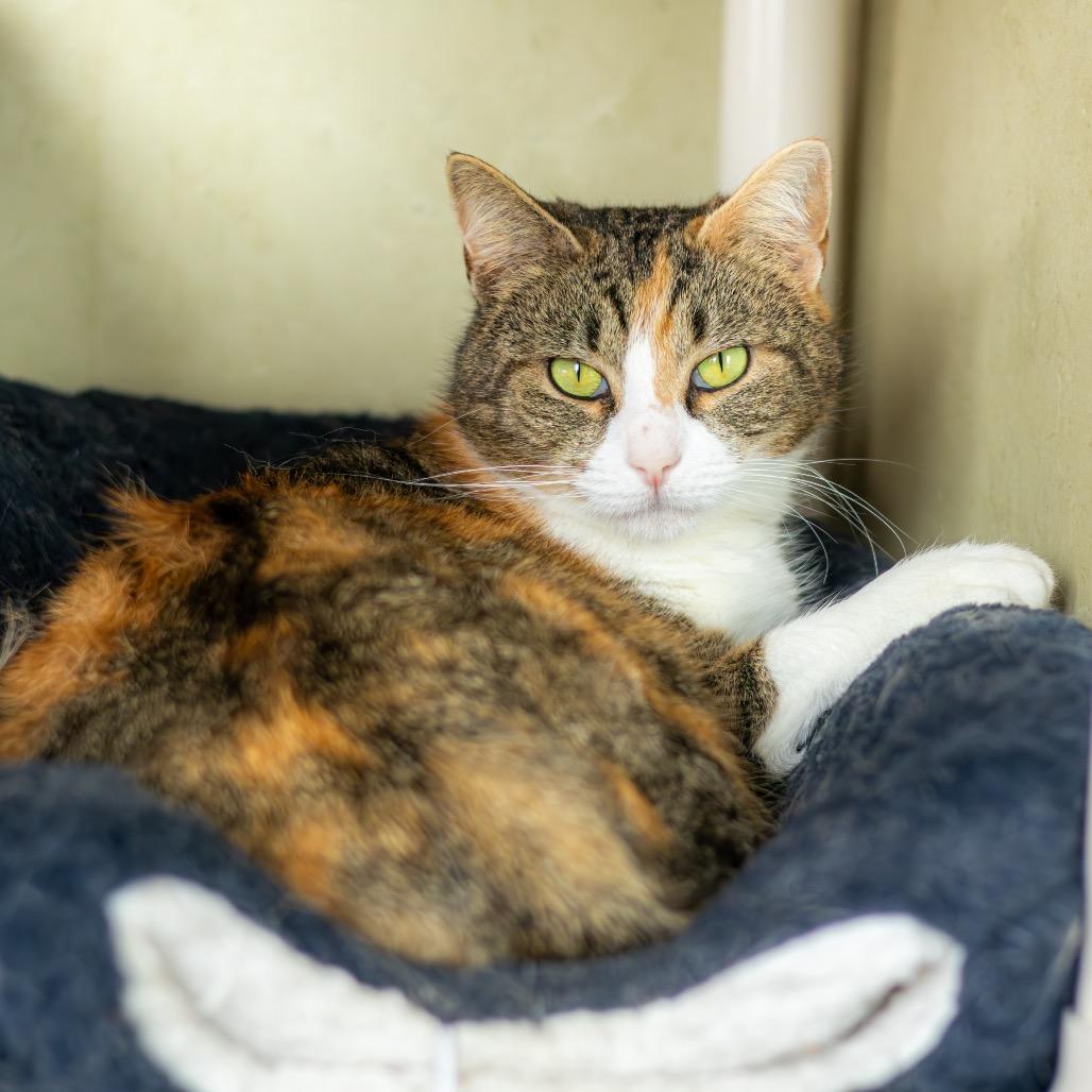 Lady Bug — thumbnail 6