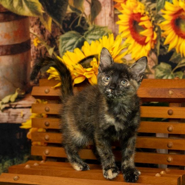 Nina
