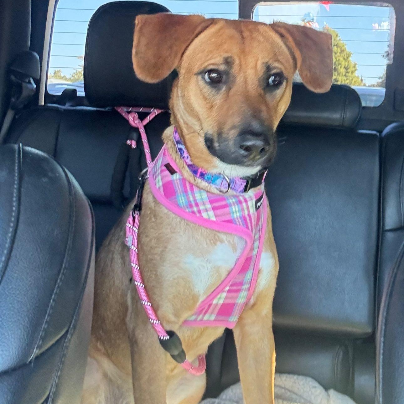 Mya, Adoptable, Young Female Mixed Breed.