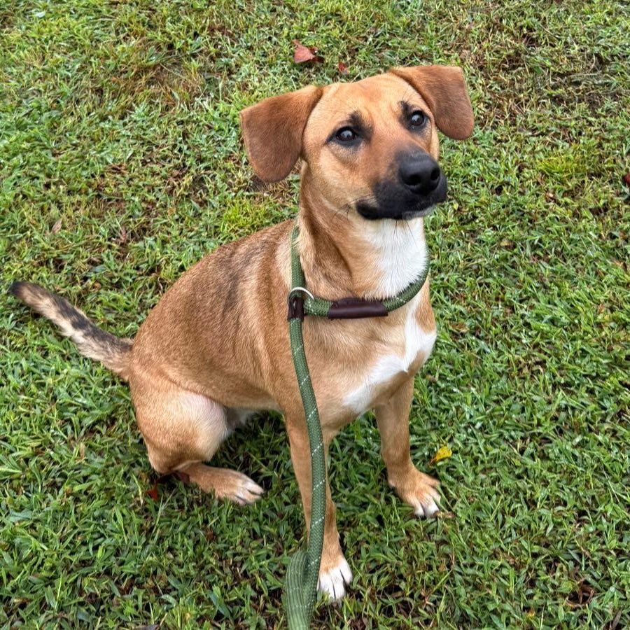Mya, Adoptable, Young Female Mixed Breed.