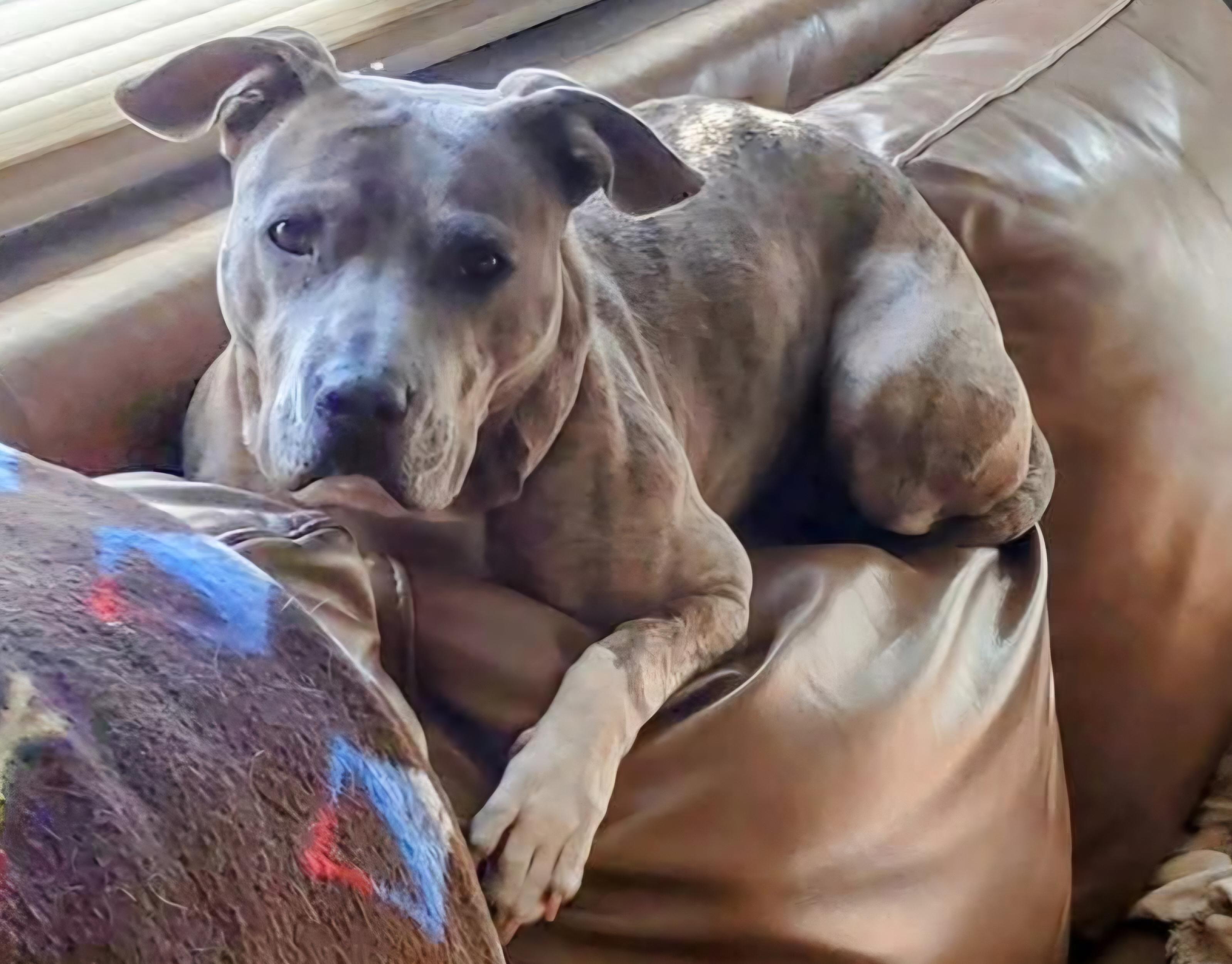 Sasprilla, ADOPTABLE, Adult Female Pit Bull Terrier.