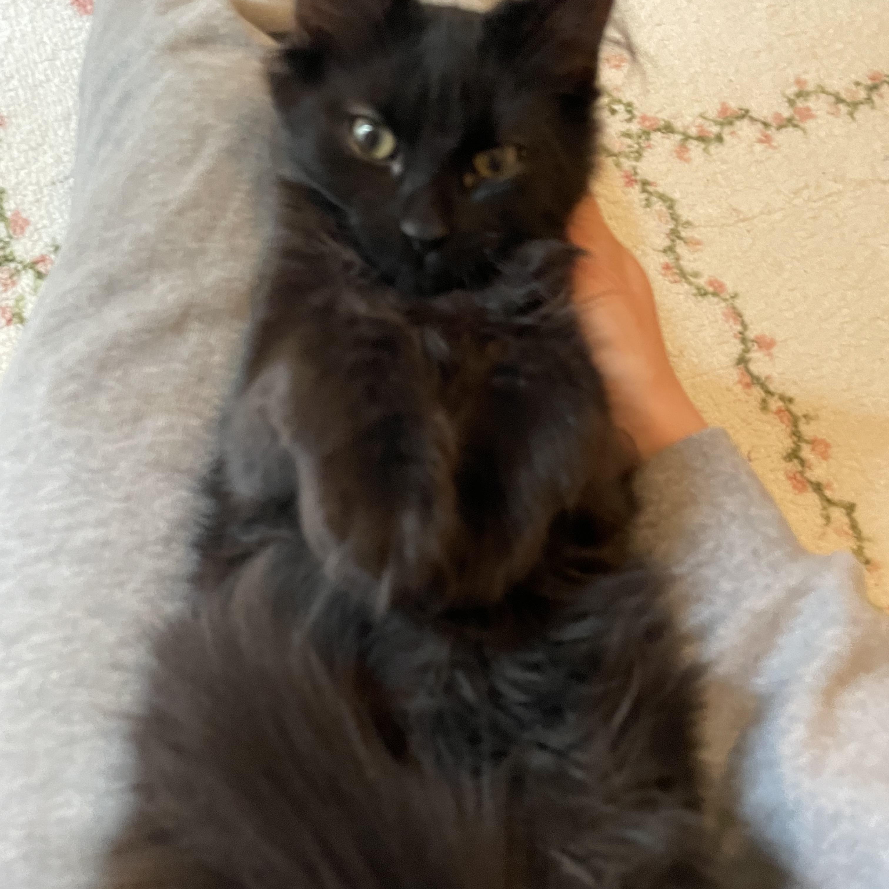 Enlarge Johnny, a Adoptable Domestic Long Hair in Pottstown, PA image 2/5