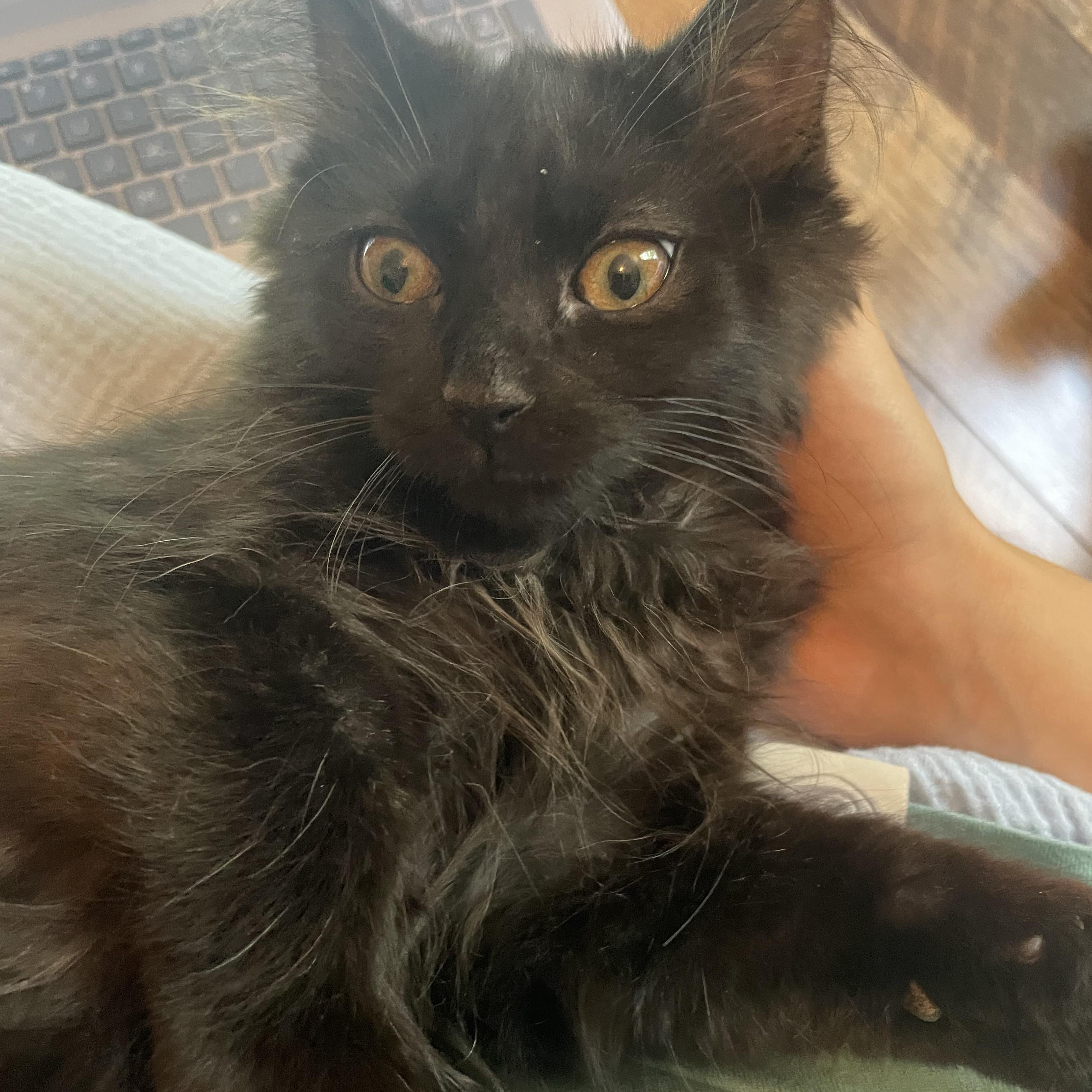 Enlarge Johnny, a Adoptable Domestic Long Hair in Pottstown, PA image 3/5