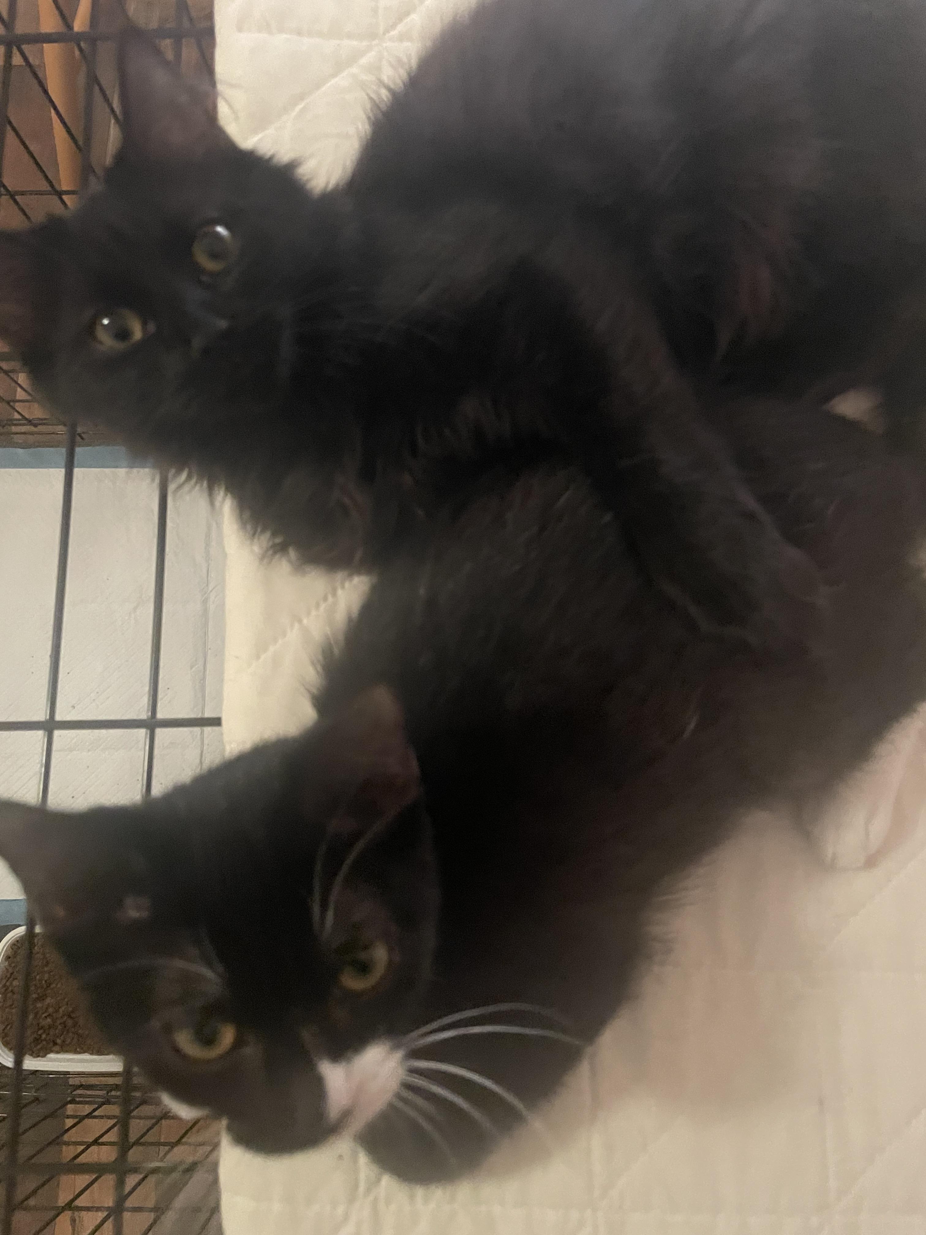 Enlarge Johnny, a Adoptable Domestic Long Hair in Pottstown, PA image 5/5