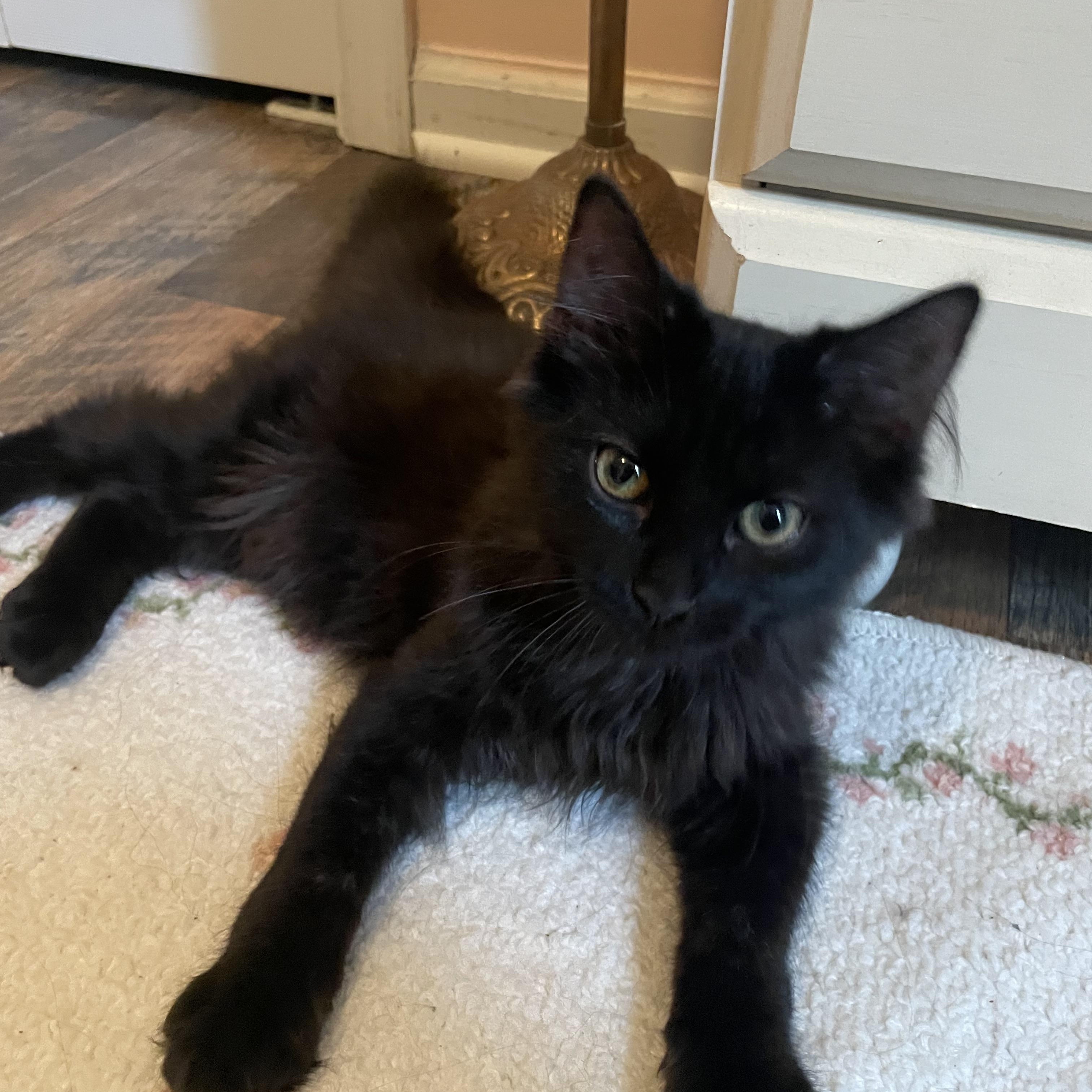 Johnny, Adoptable, Young Male Domestic Long Hair.