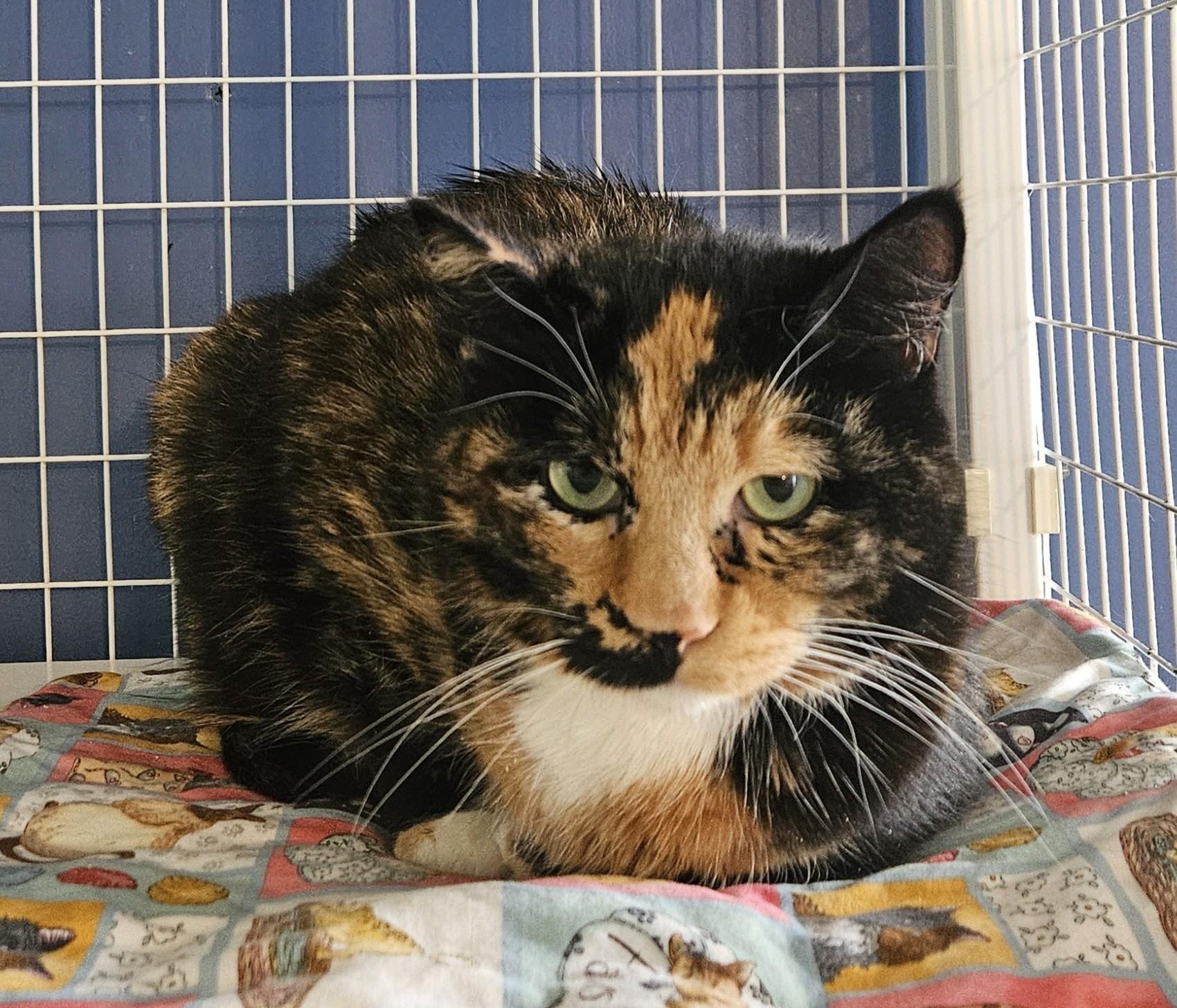 Baileys, ADOPTABLE, Adult Female Tortoiseshell.