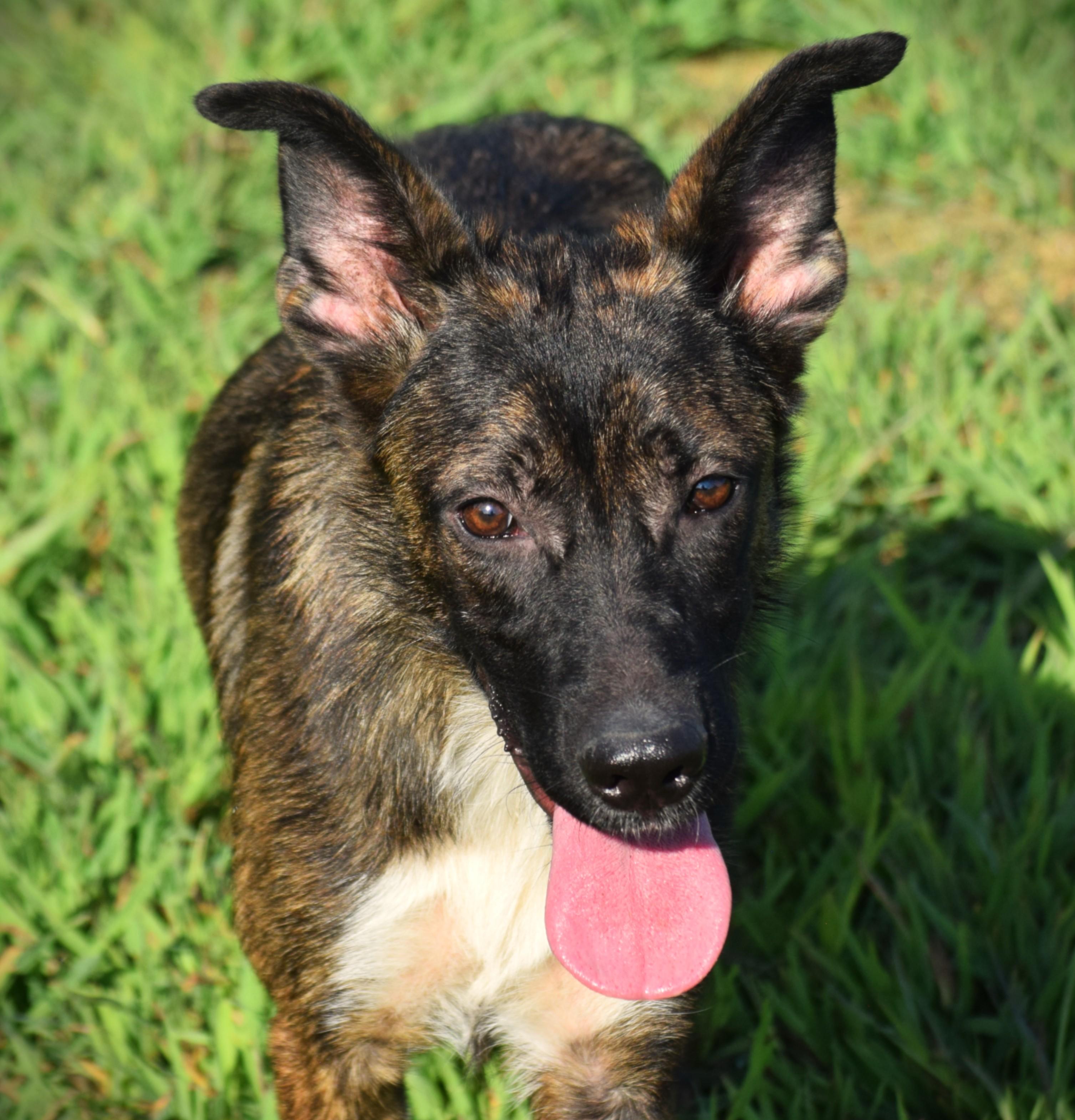 Bean-Athletic, Adoptable, Young Female Shepherd.