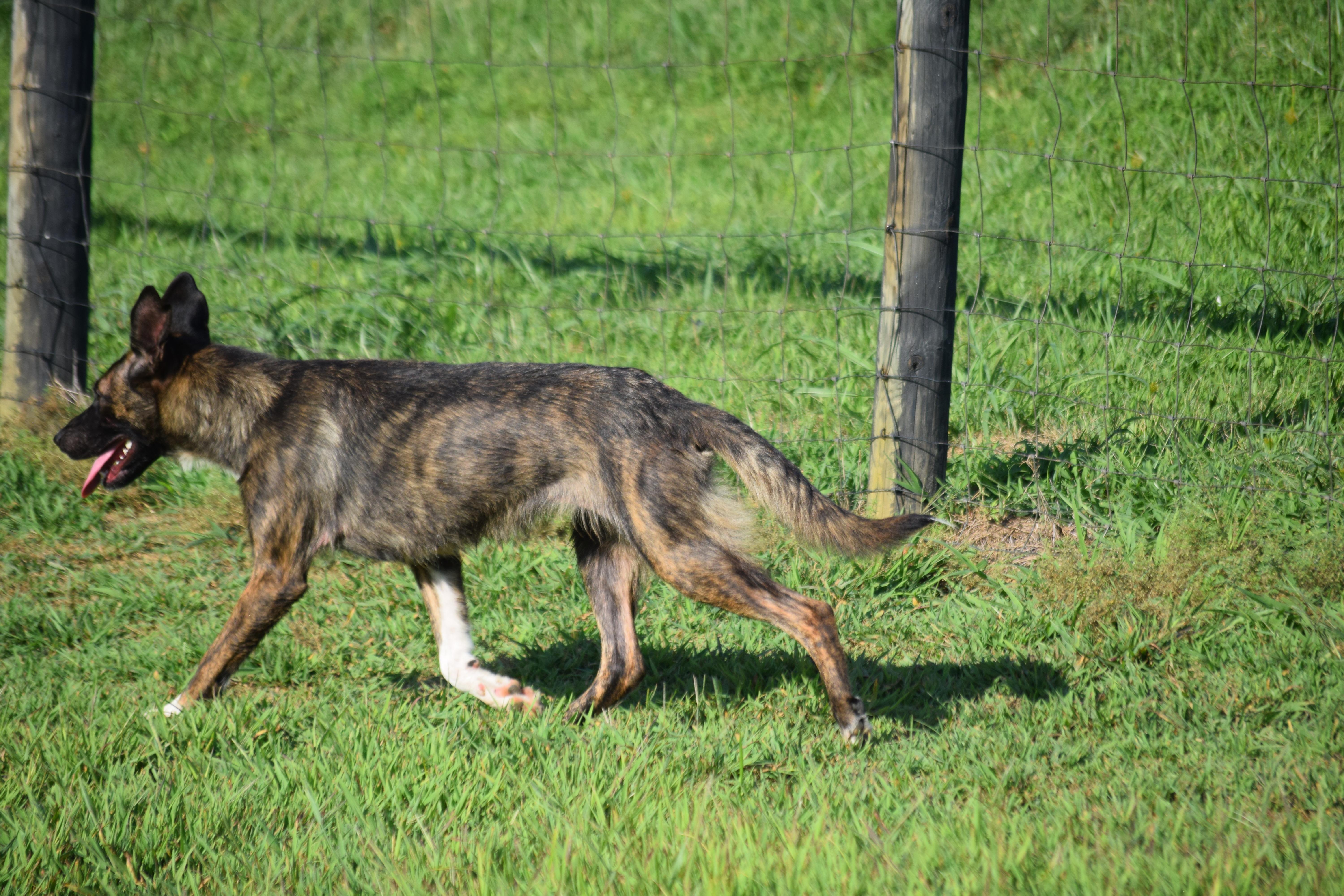 Bean-Athletic, a Adoptable mixed breed in Rockport, IN image 2/5