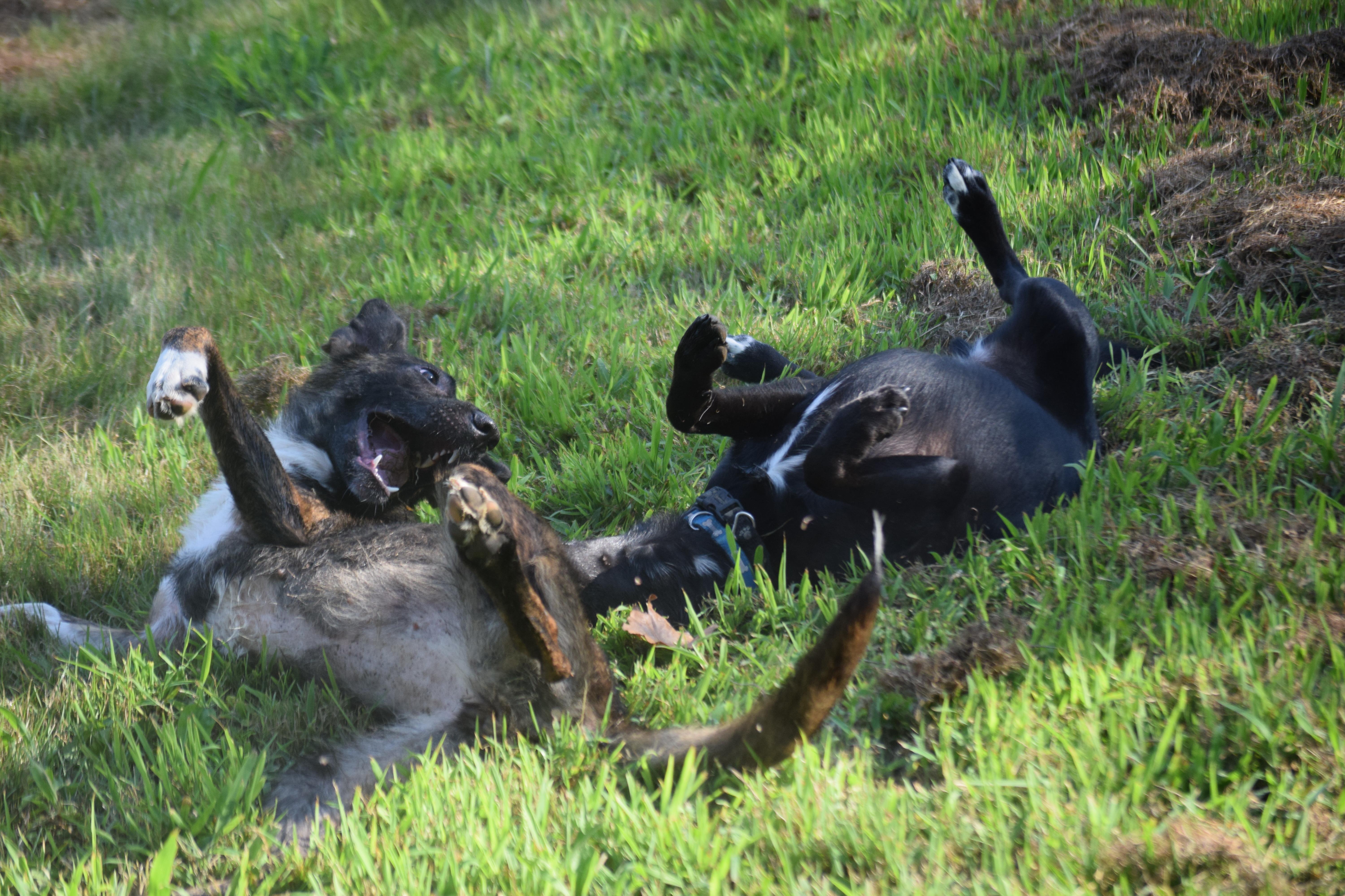 Bean-Athletic, a Adoptable mixed breed in Rockport, IN image 3/5