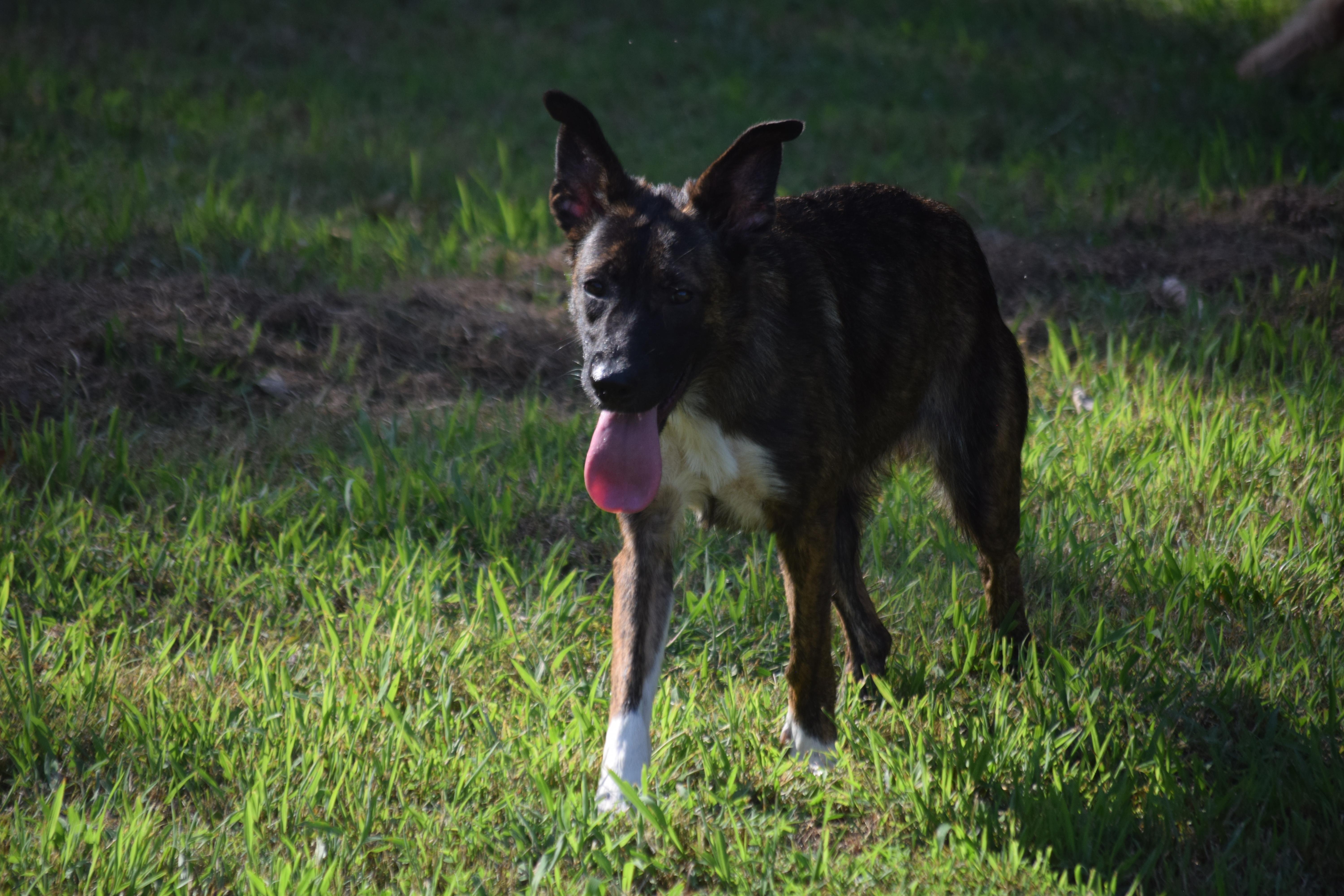 Bean-Athletic, a Adoptable mixed breed in Rockport, IN image 5/5