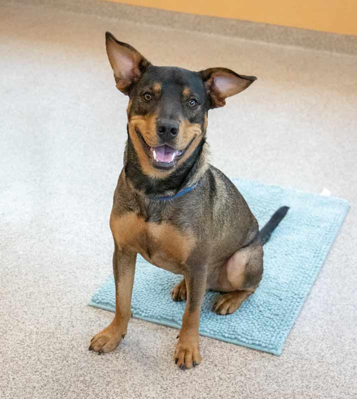 Enlarge Doc, a Adoptable mixed breed in Kennesaw, GA image 6/6