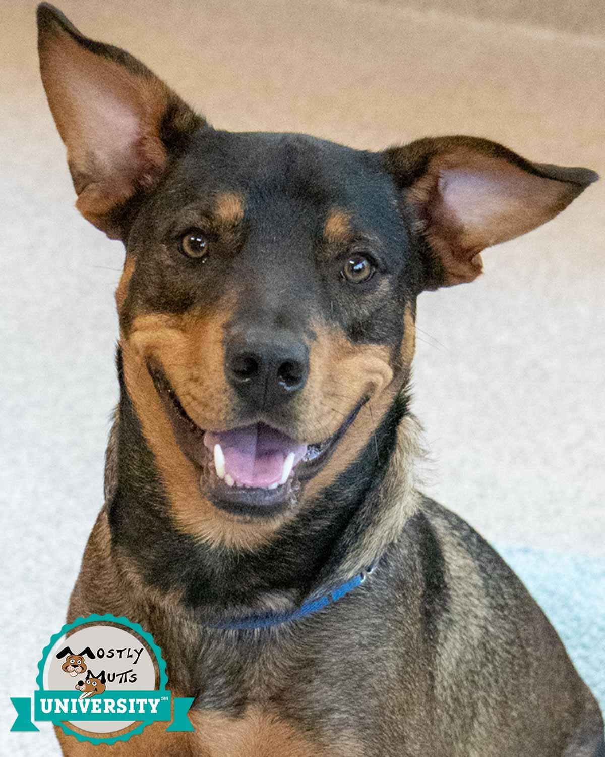 Doc, Adoptable, Young Male Rottweiler & Hound.