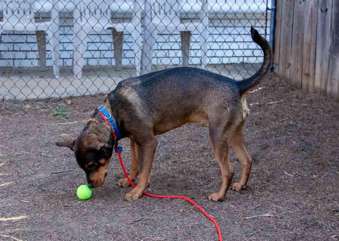 Enlarge Doc, a Adoptable mixed breed in Kennesaw, GA image 3/6