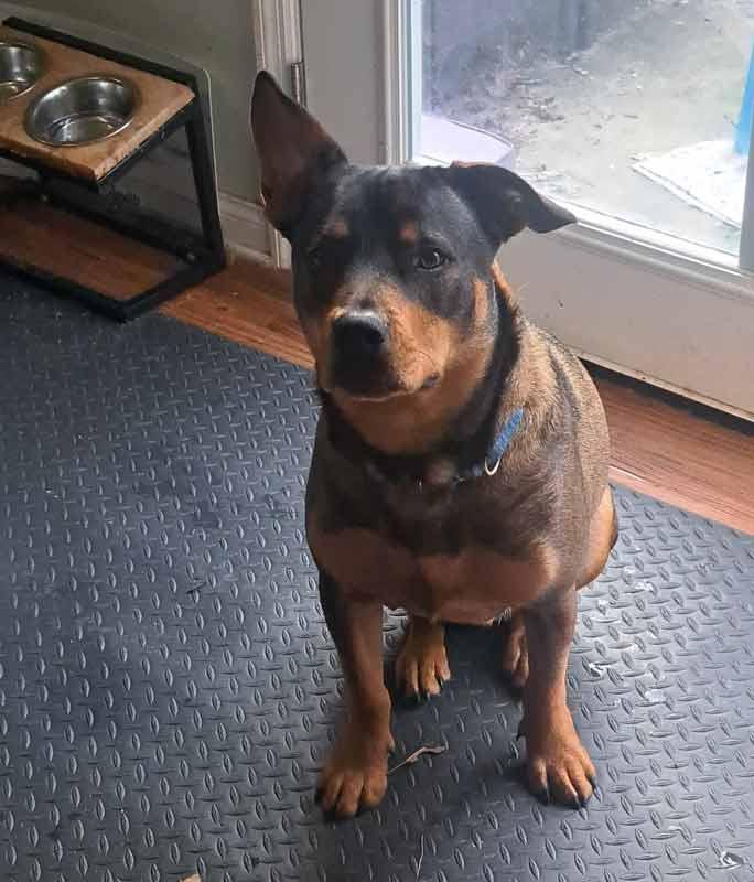 Enlarge Doc, a Adoptable mixed breed in Kennesaw, GA image 6/6