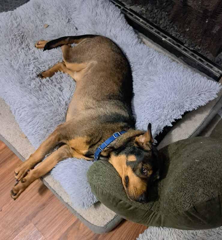 Enlarge Doc, a Adoptable mixed breed in Kennesaw, GA image 5/6