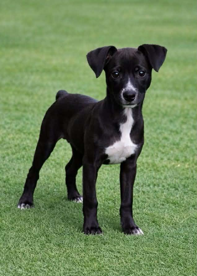 Juno, Adoptable, Puppy Female Pointer & Chihuahua.