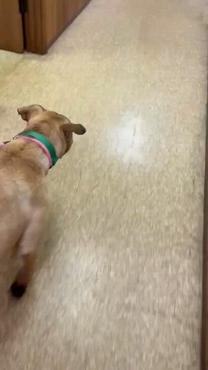 Enlarge Hazel , a ADOPTABLE Mixed Breed in O Fallon, IL video 1/2