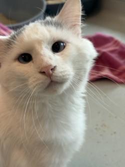 Lychee, Adoptable, Adult Male Domestic Medium Hair & Domestic Short Hair.