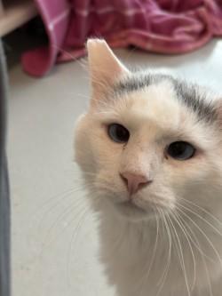 Enlarge Lychee, a Adoptable mixed breed in Roseville, CA image 2/3