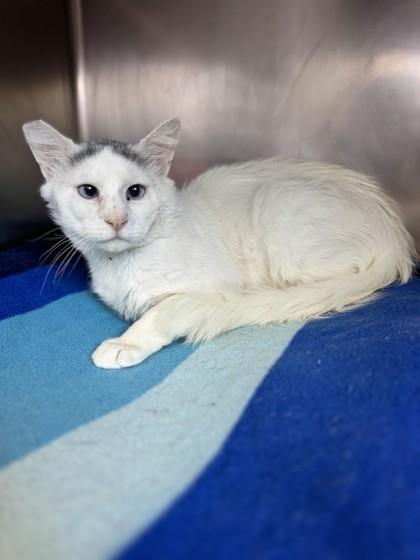 Enlarge Lychee, a Adoptable mixed breed in Roseville, CA image 3/3