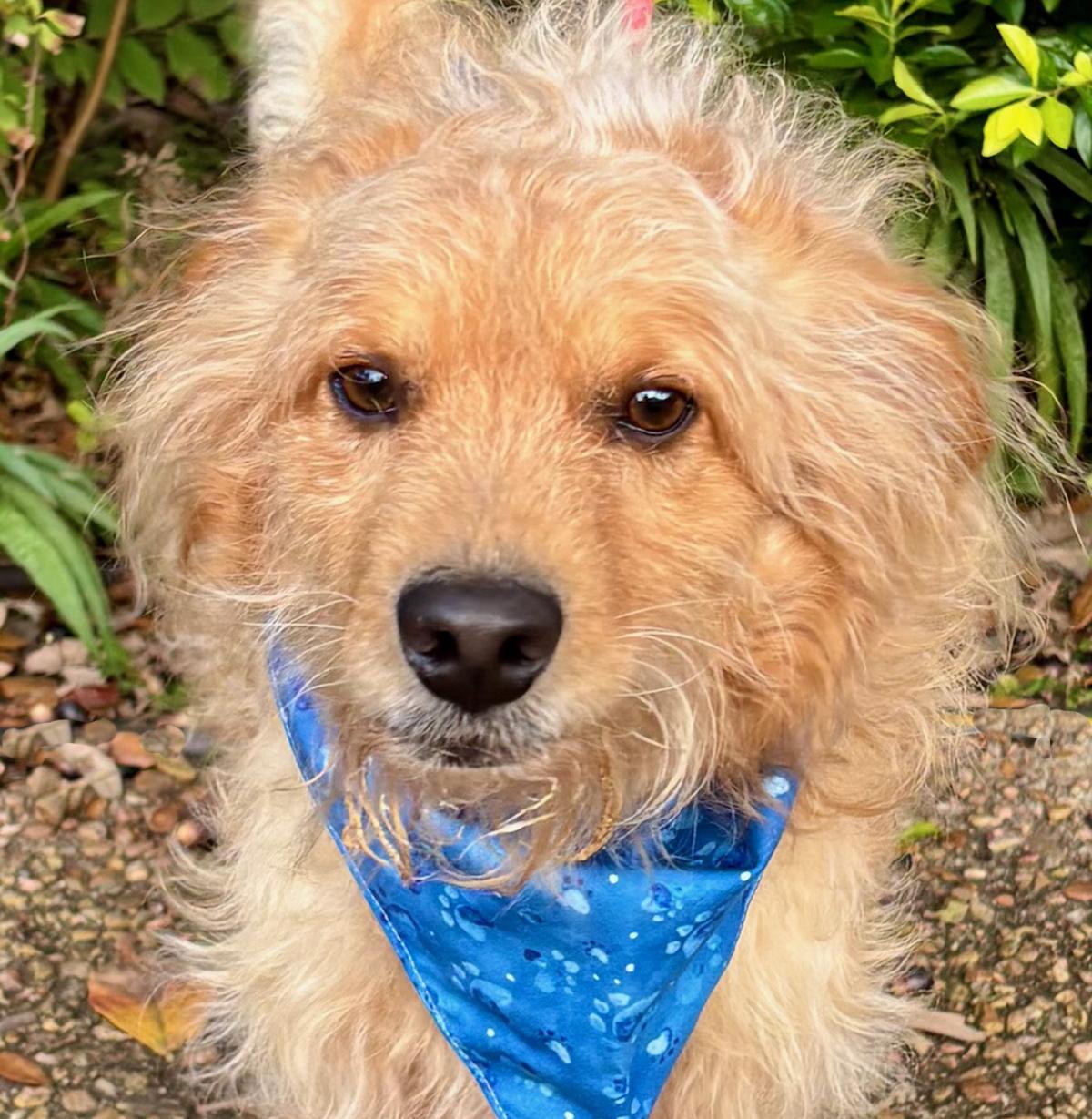Enlarge Bubbly BENJI - Perfect Fluffy Super Mix!, a Adoptable mixed breed in Harrisburg, PA image 1/6