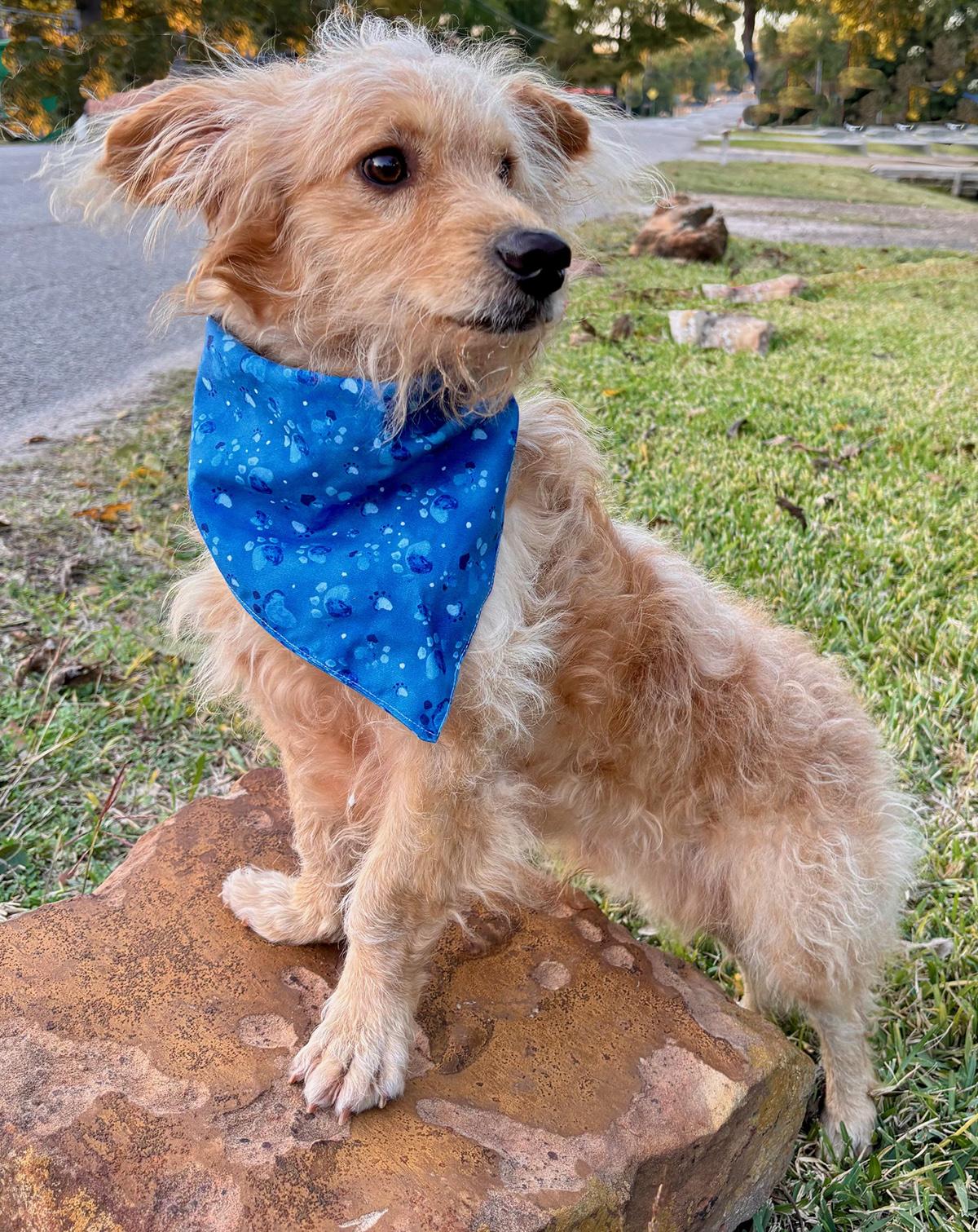 Enlarge Bubbly BENJI - Perfect Fluffy Super Mix!, a Adoptable mixed breed in Harrisburg, PA image 2/6