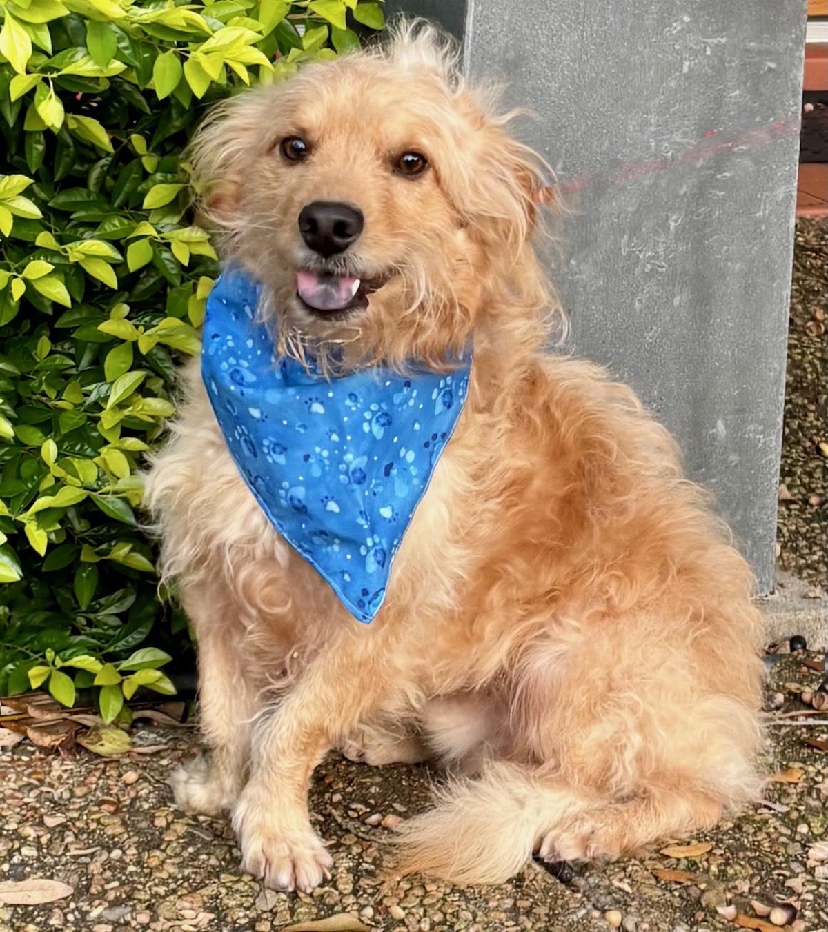 Enlarge Bubbly BENJI - Perfect Fluffy Super Mix!, a Adoptable mixed breed in Harrisburg, PA image 5/6