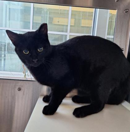 Henry, Adoptable, Young Male Domestic Short Hair & Domestic Short Hair.