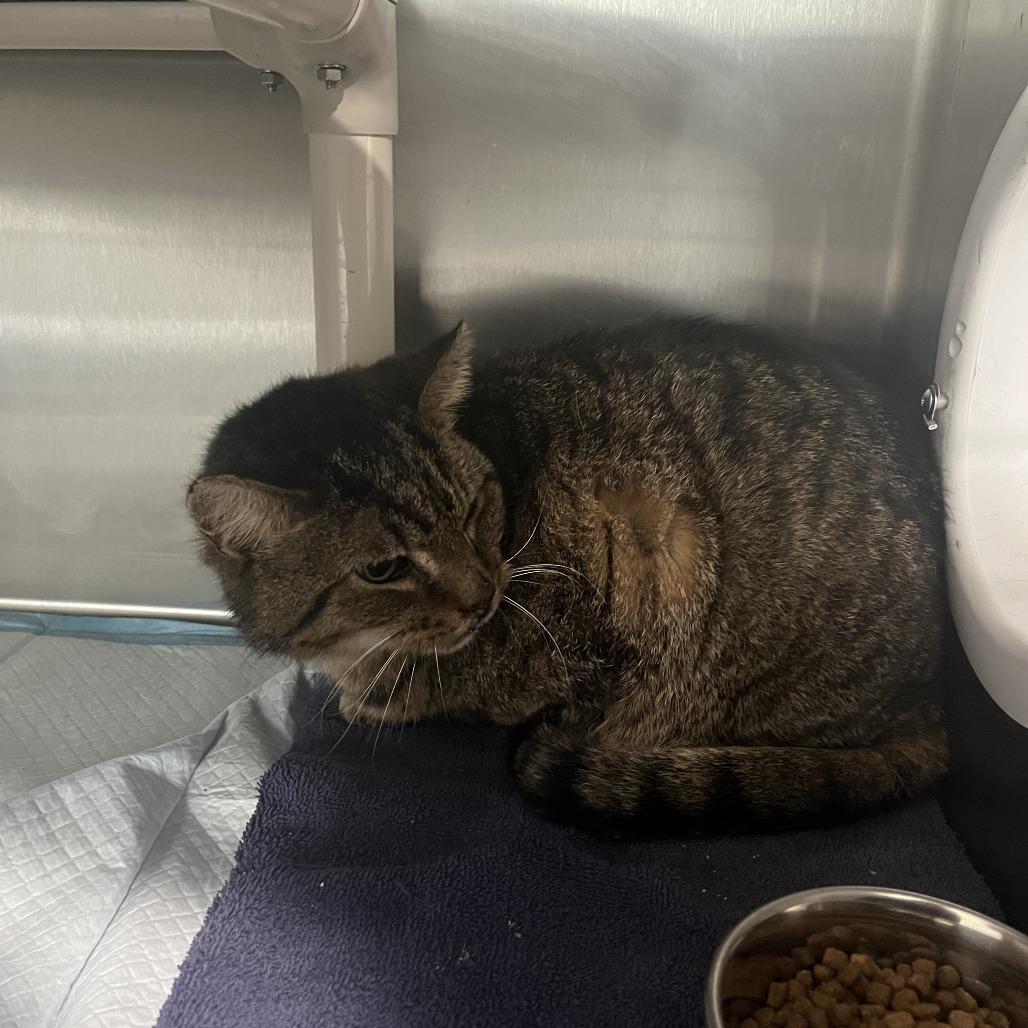 Steve " Big Boy ", Adoptable, Adult Male Domestic Short Hair.