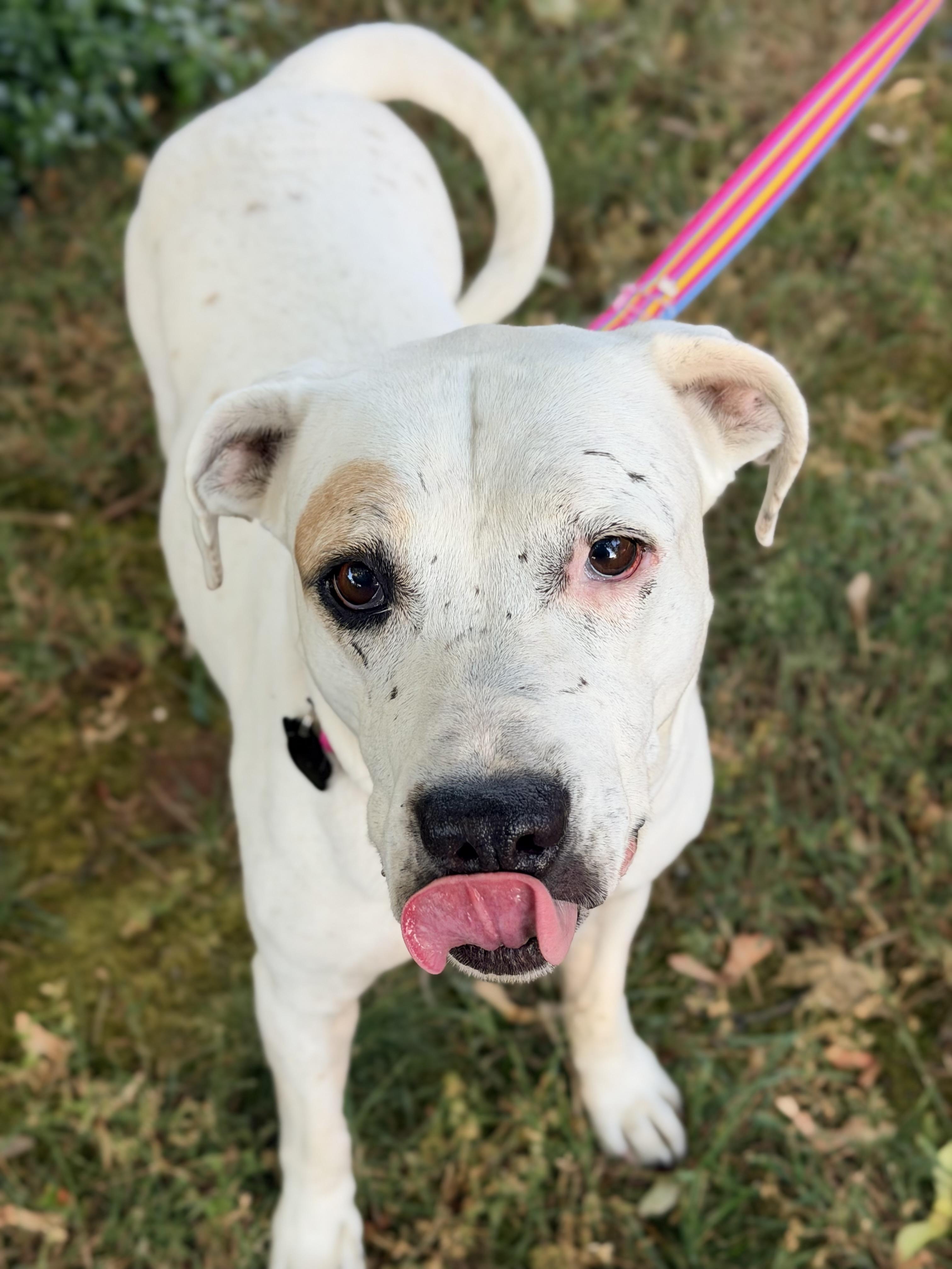 Lolly, an adopted mixed breed in Beavercreek, OR image 3/6