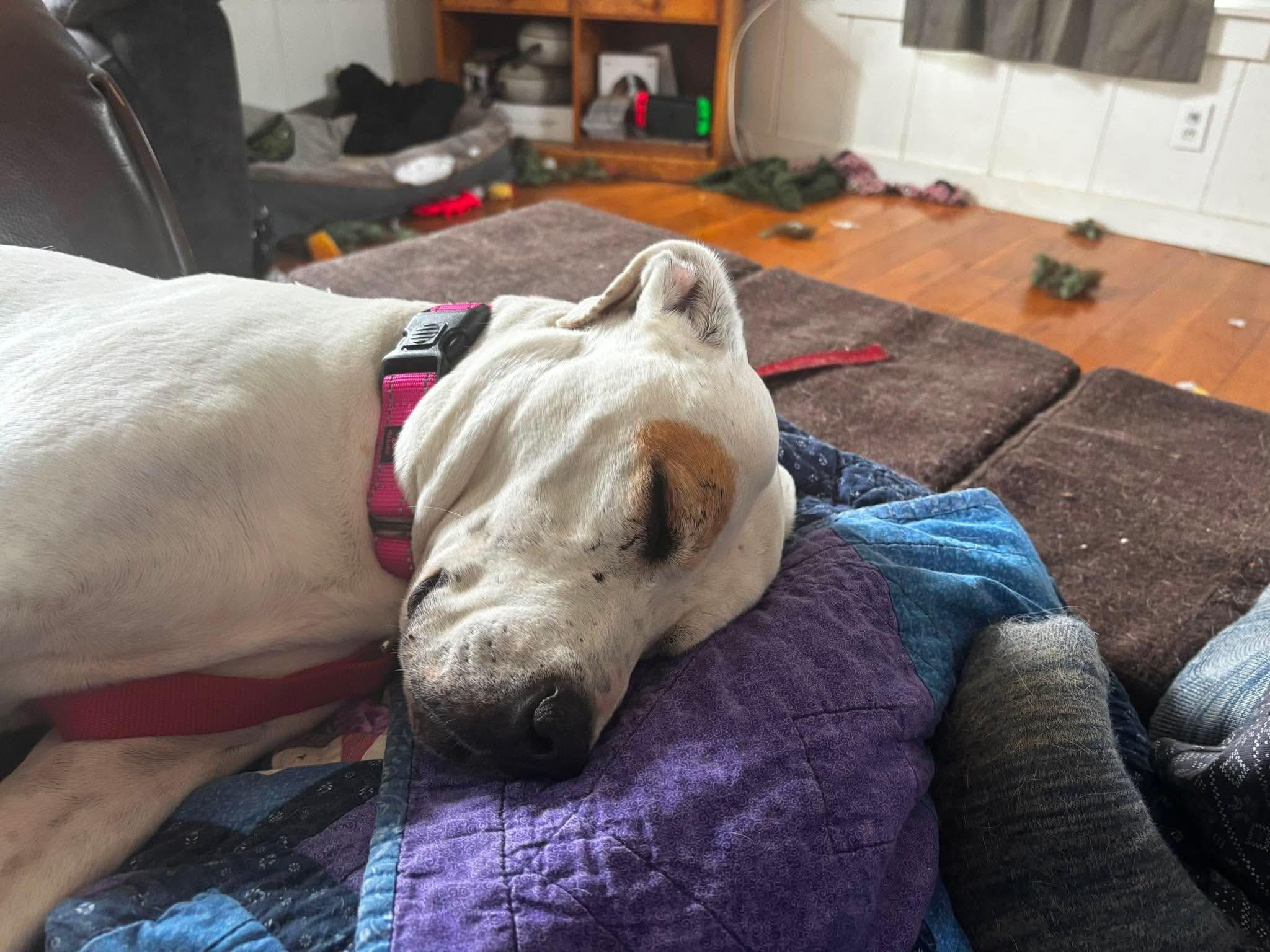 Lolly, an adopted mixed breed in Beavercreek, OR image 6/6