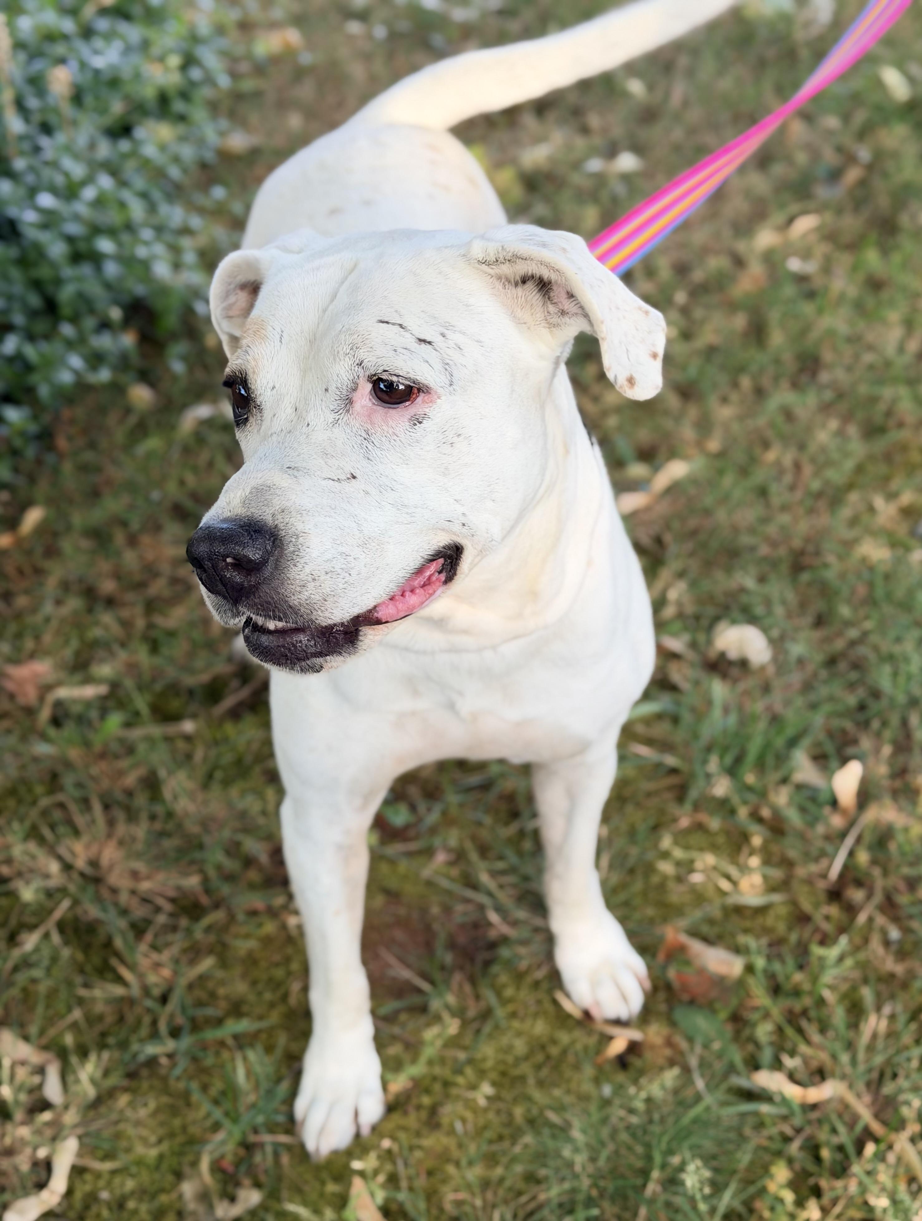 Lolly, an adopted mixed breed in Beavercreek, OR image 4/6