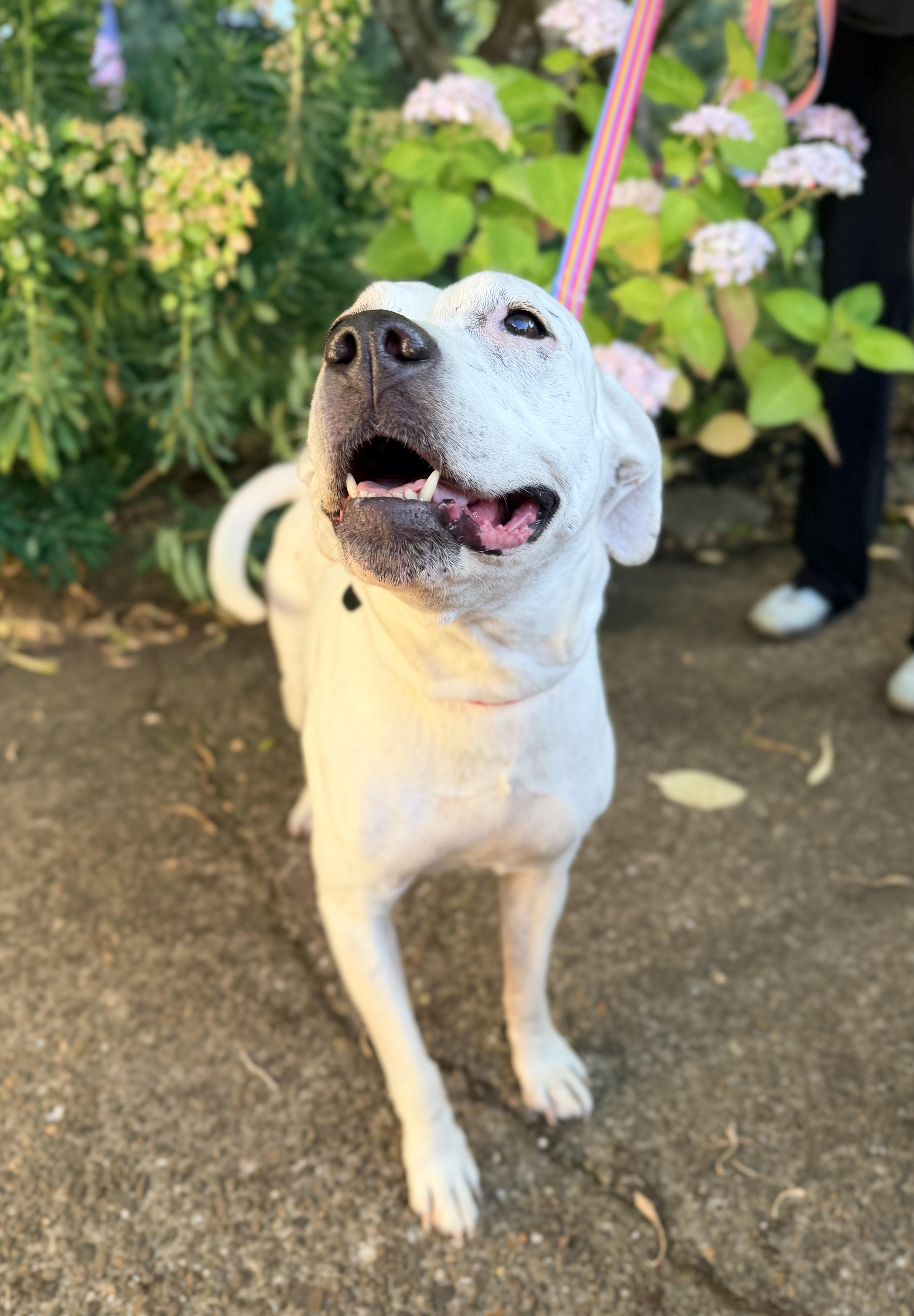 Lolly, an adopted mixed breed in Beavercreek, OR image 1/6