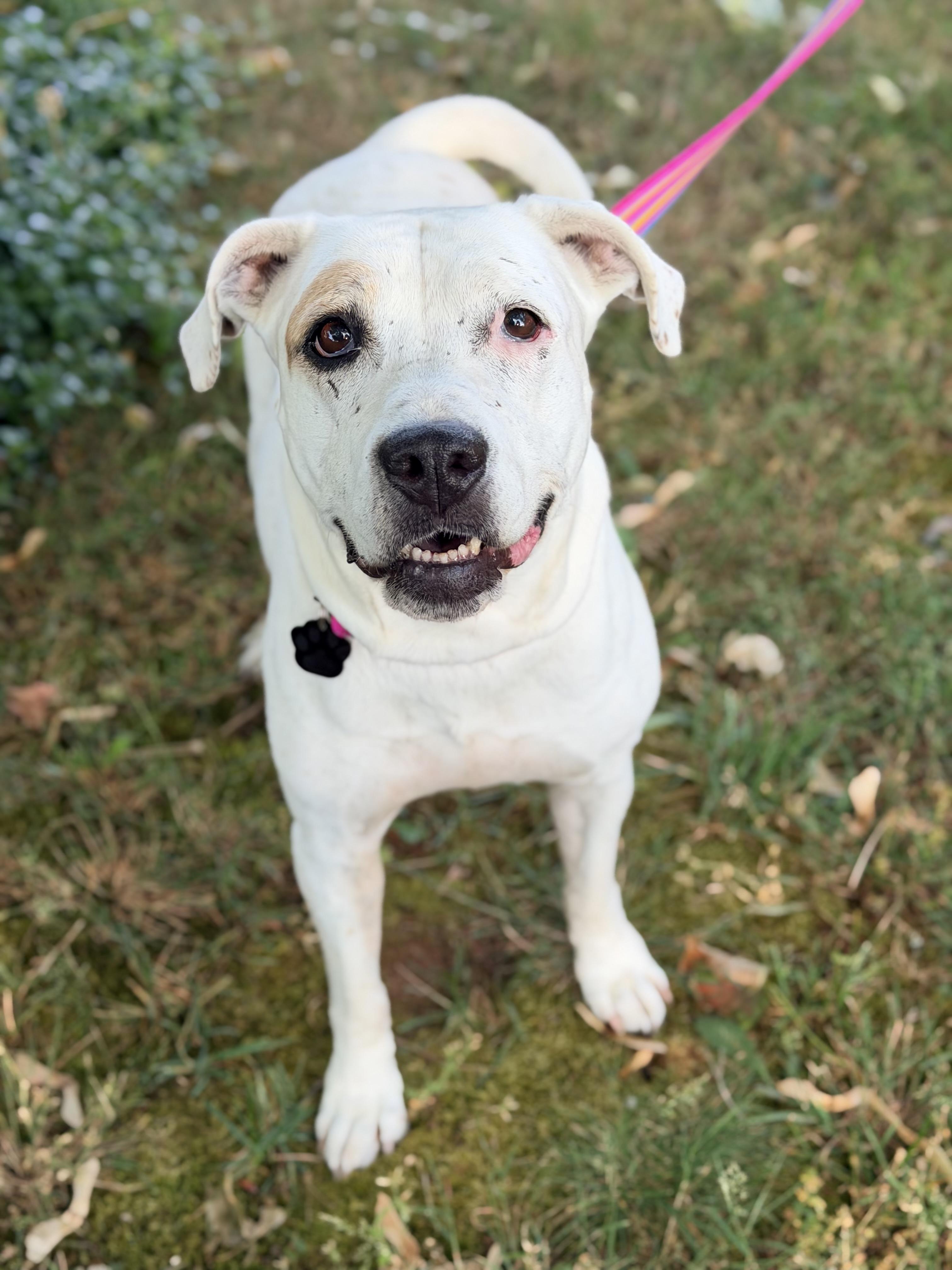 Lolly, an adopted mixed breed in Beavercreek, OR image 2/6