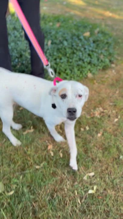 Enlarge Lolly, an adopted mixed breed in Beavercreek, OR video 5/6