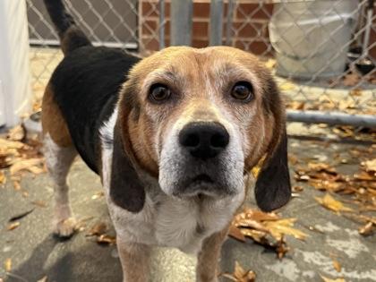 Snoopy, Adoptable, Adult Male Beagle & Bluetick Coonhound.